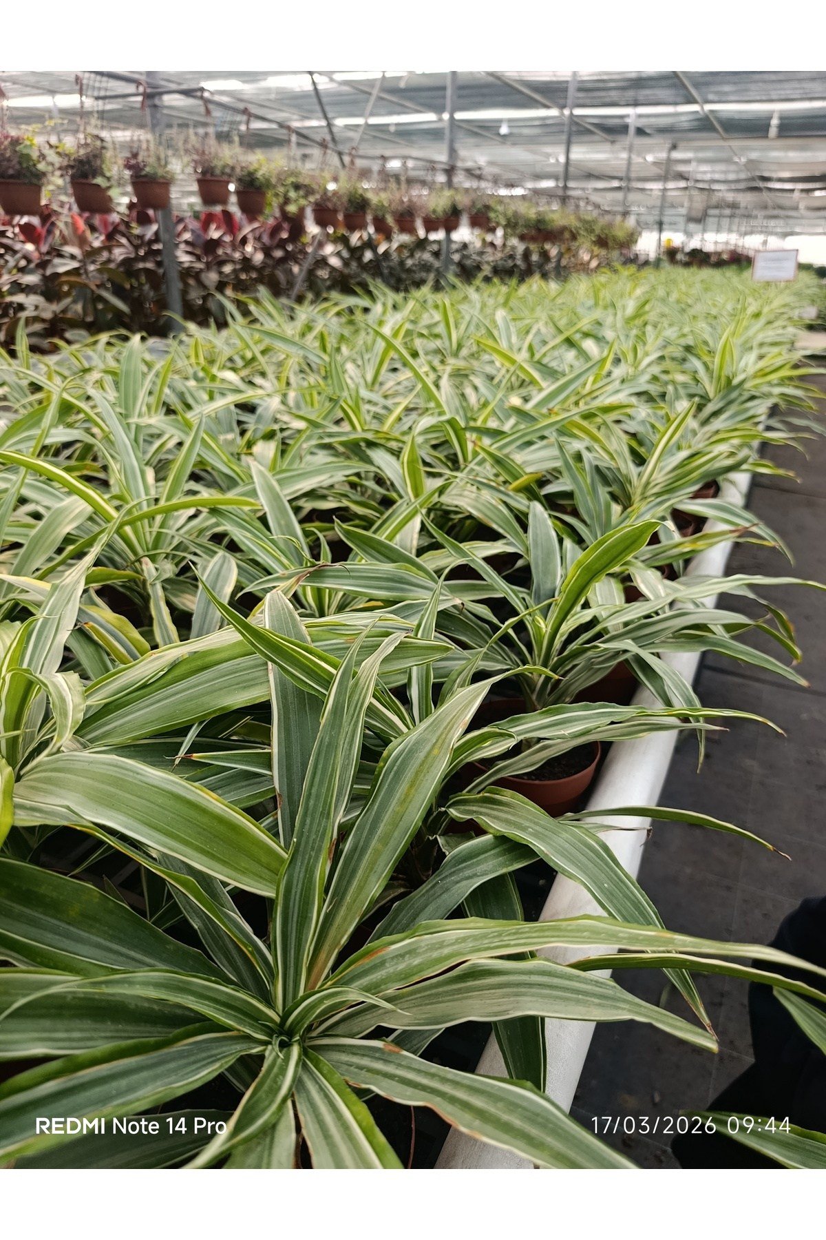 İthal Özel Seri Dracaena Compacta Canlı Salon Bitkisi - Dolgun Formlu Hava Temizleyici Egzotik Çiçek