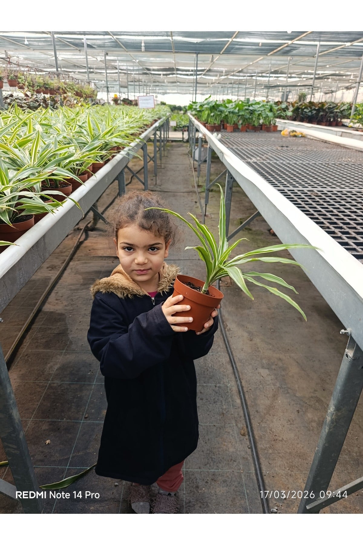 İthal Özel Seri Dracaena Compacta Canlı Salon Bitkisi - Dolgun Formlu Hava Temizleyici Egzotik Çiçek