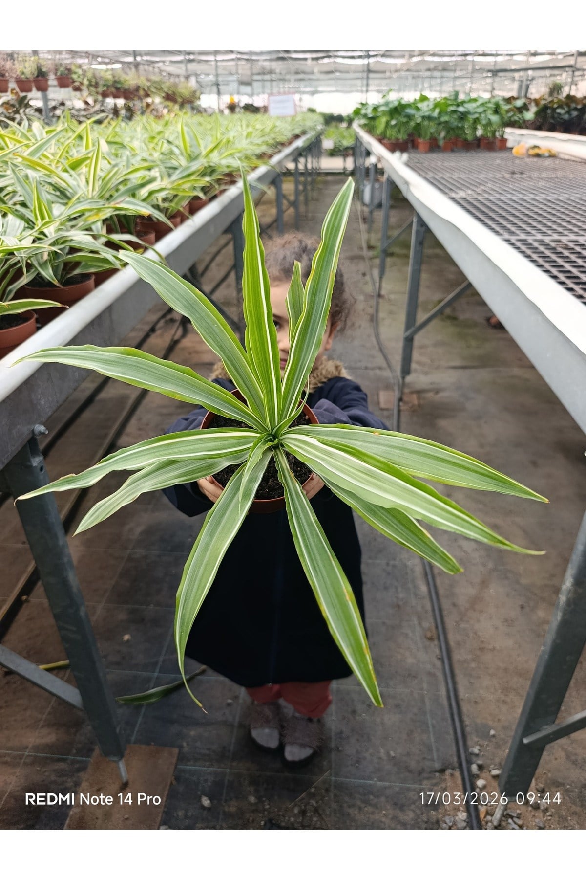 İthal Özel Seri Dracaena Compacta Canlı Salon Bitkisi - Dolgun Formlu Hava Temizleyici Egzotik Çiçek