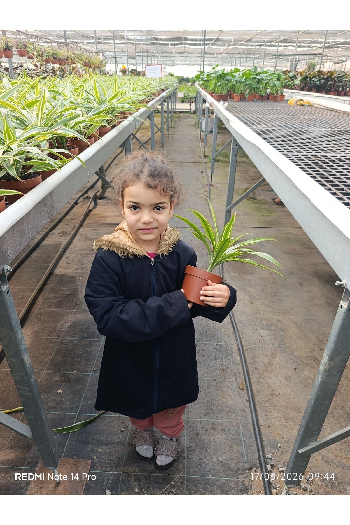 İthal Özel Seri Dracaena Compacta Canlı Salon Bitkisi - Dolgun Formlu Hava Temizleyici Egzotik Çiçek