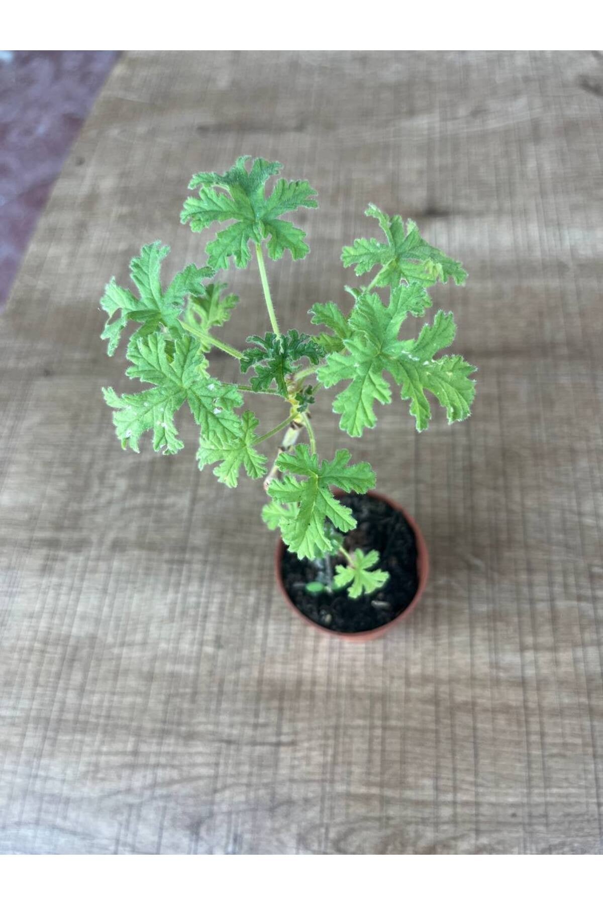 Itır Çiçeği 5.5 Saksı da