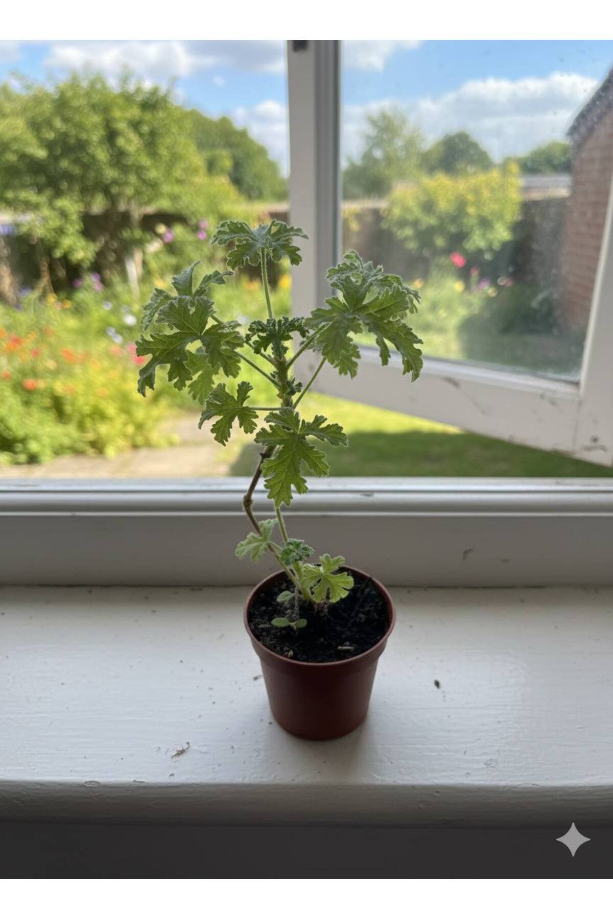 Itır Çiçeği 5.5 Saksı da