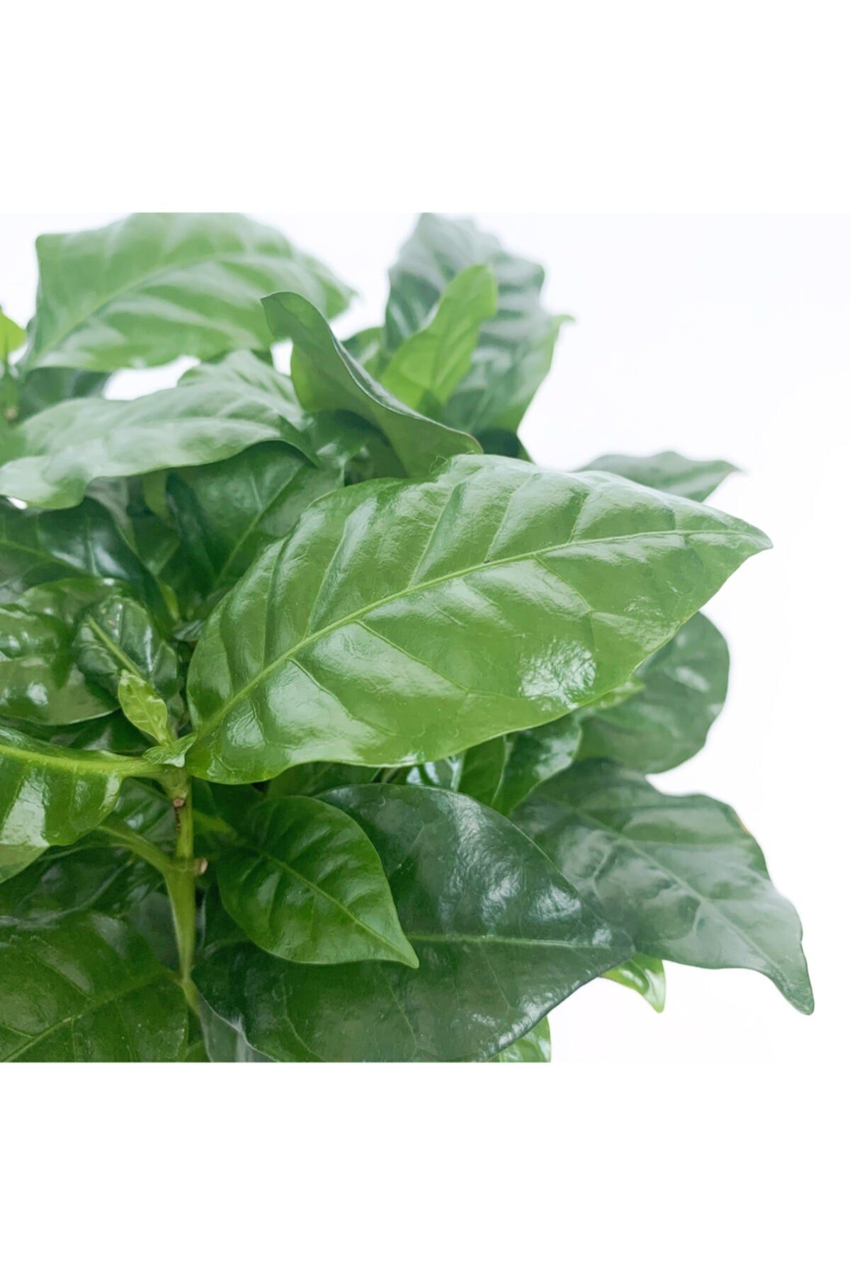 Kahve Ağacı Bitkisi - Coffea Arabica