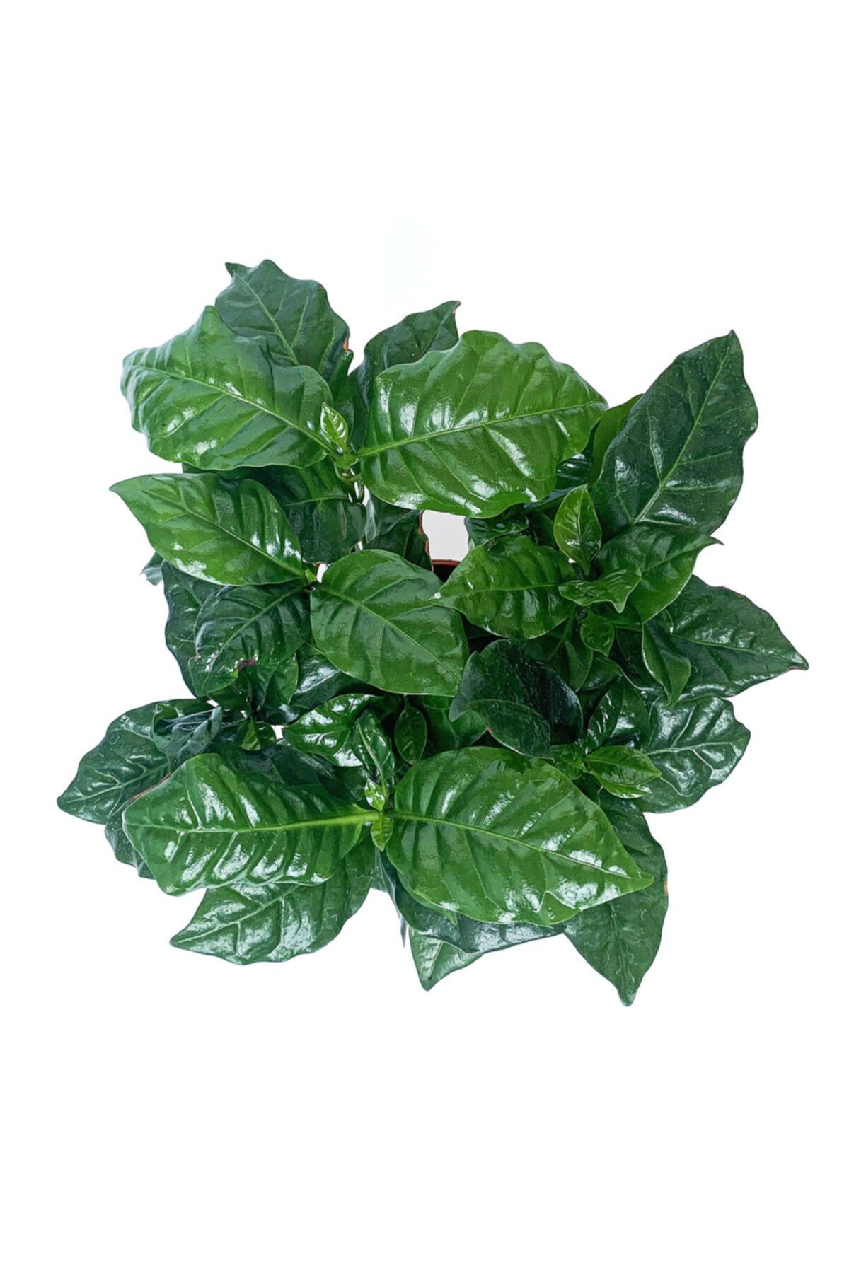 Kahve Ağacı Bitkisi - Coffea Arabica