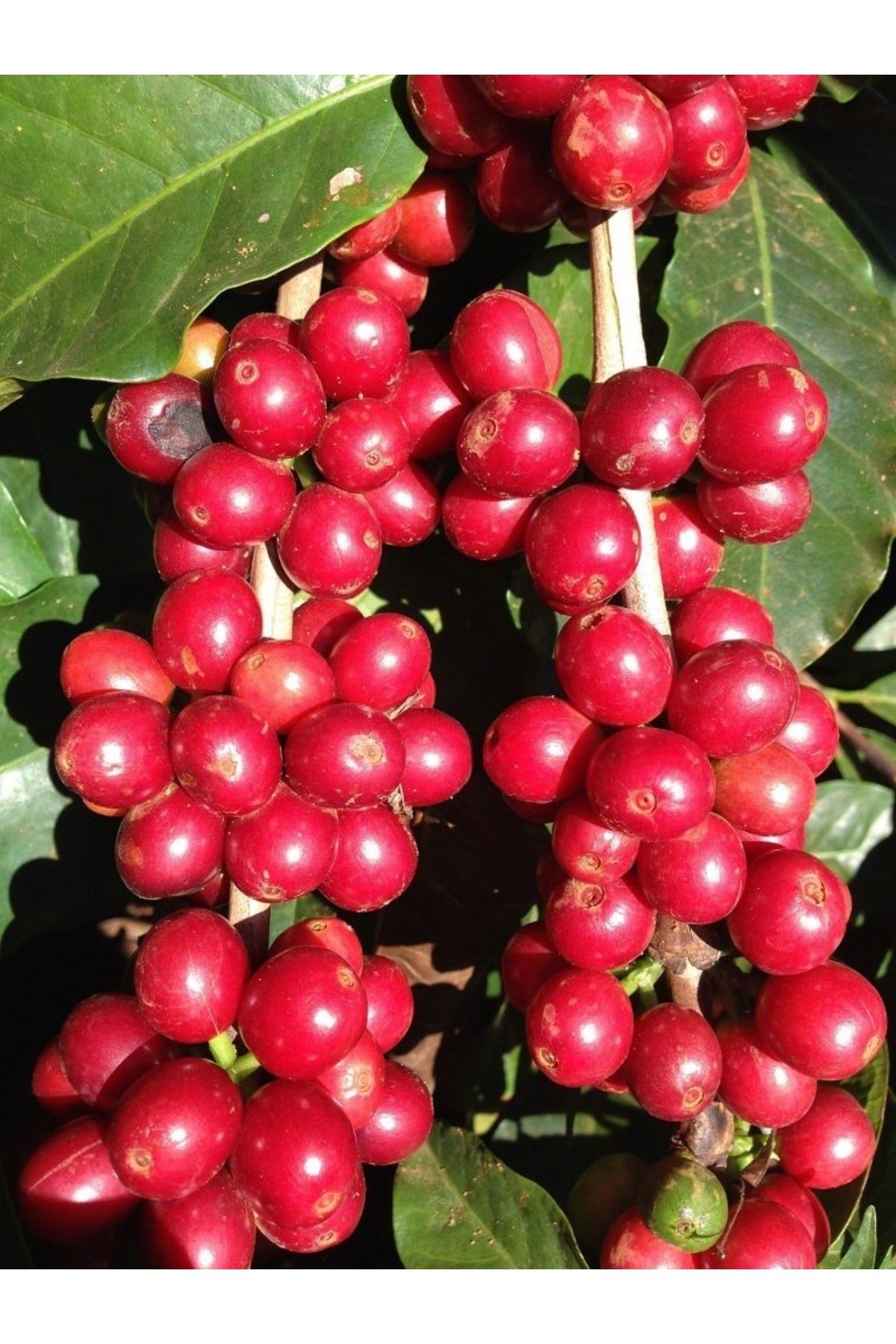 Kahve Fidanı Kahve Fidesi Kahve Ağacı Coffea Arabica 2adet