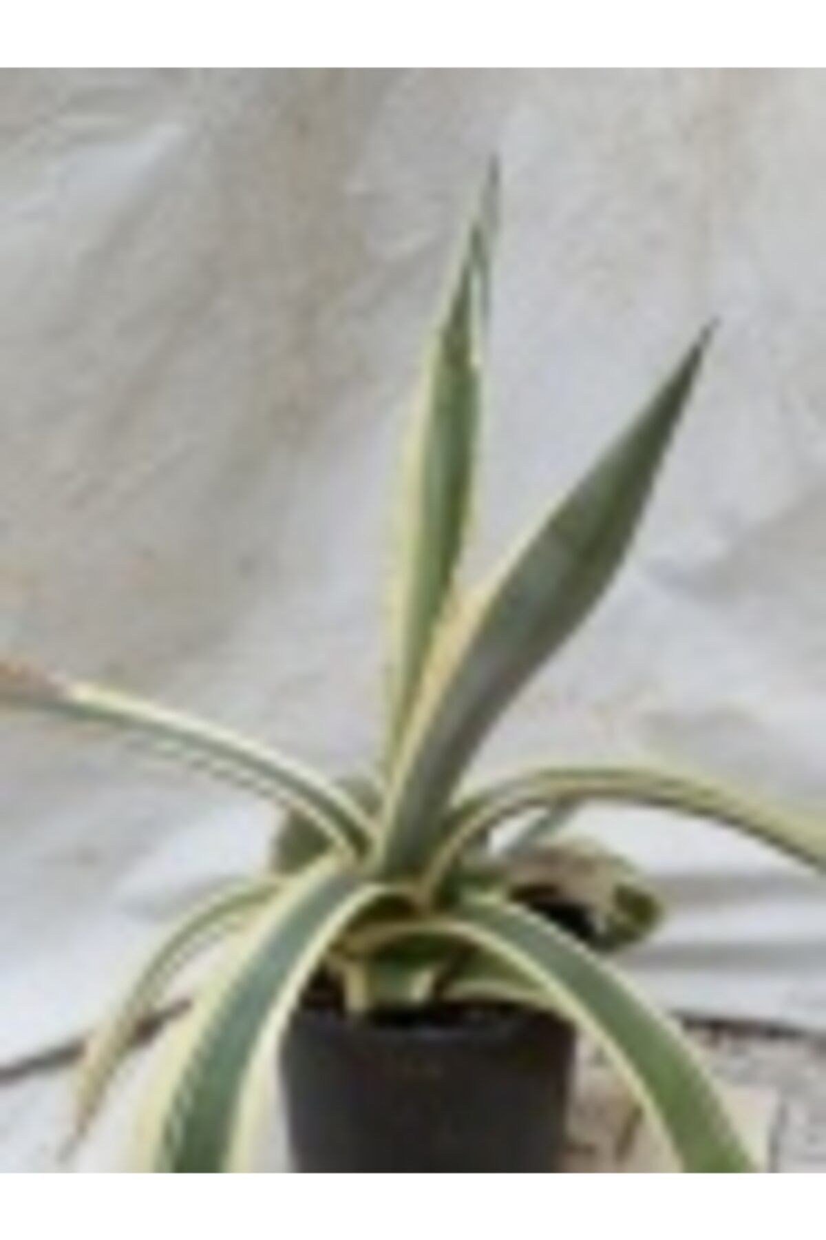 Kaktüs Agave