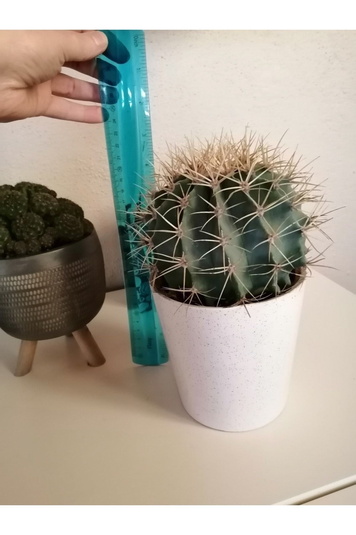 Kaktüs Büyük Boy Seramik Saksıda Çevre Ölçüsü 60cm