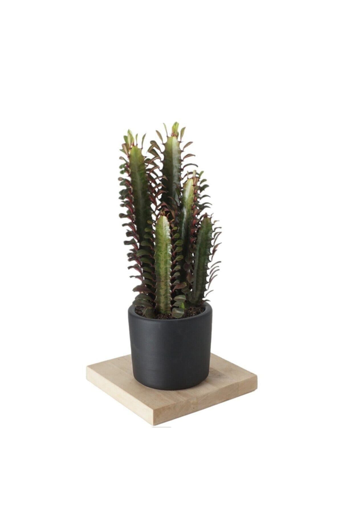 Kaktüs Euphorbia Rubra Afrika Süt Ağacı Siyah Saksılı
