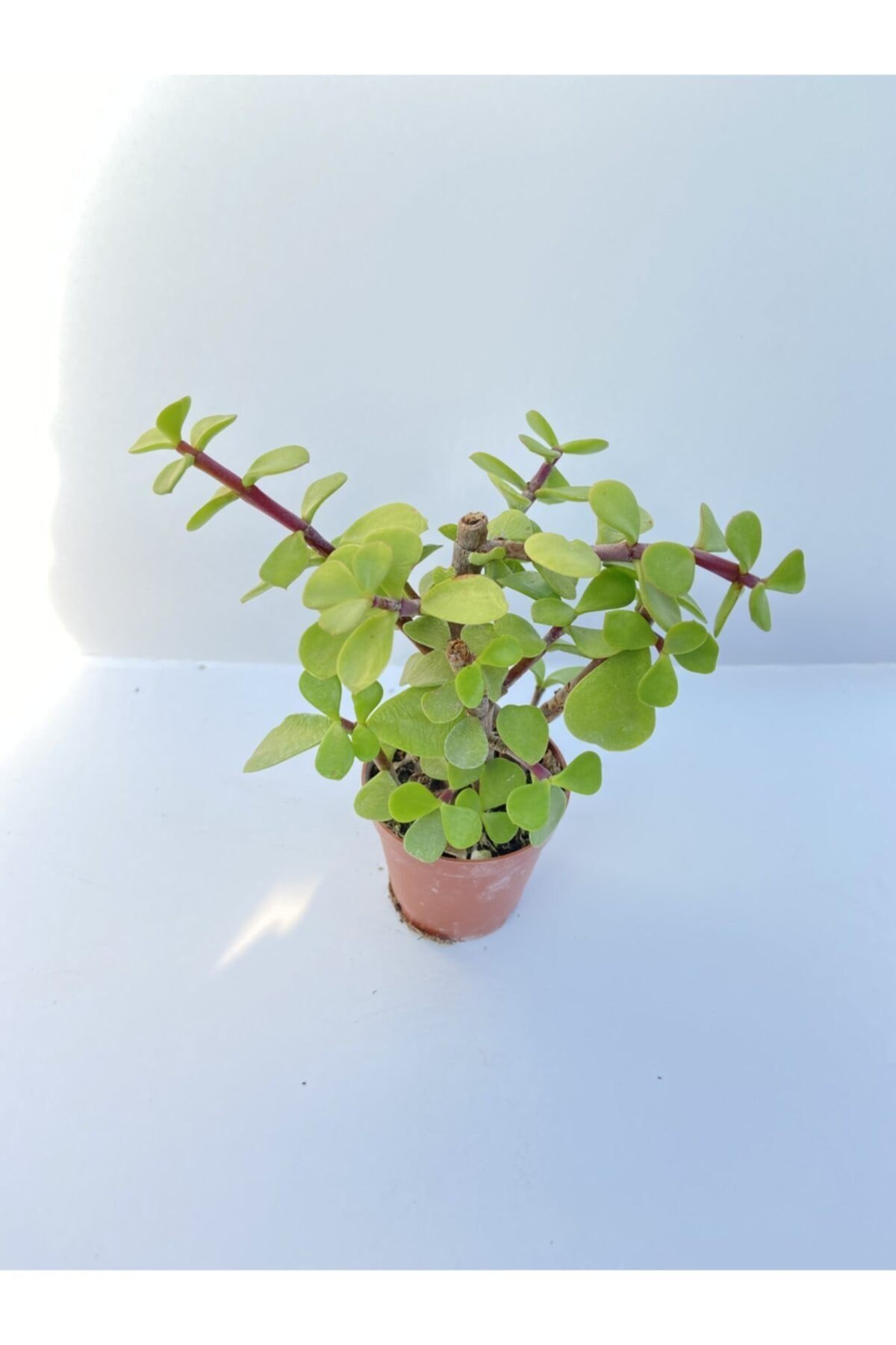 Kaktüs&sukulent Portulacaria Afra Diğer Adıyla Para Çiçeği