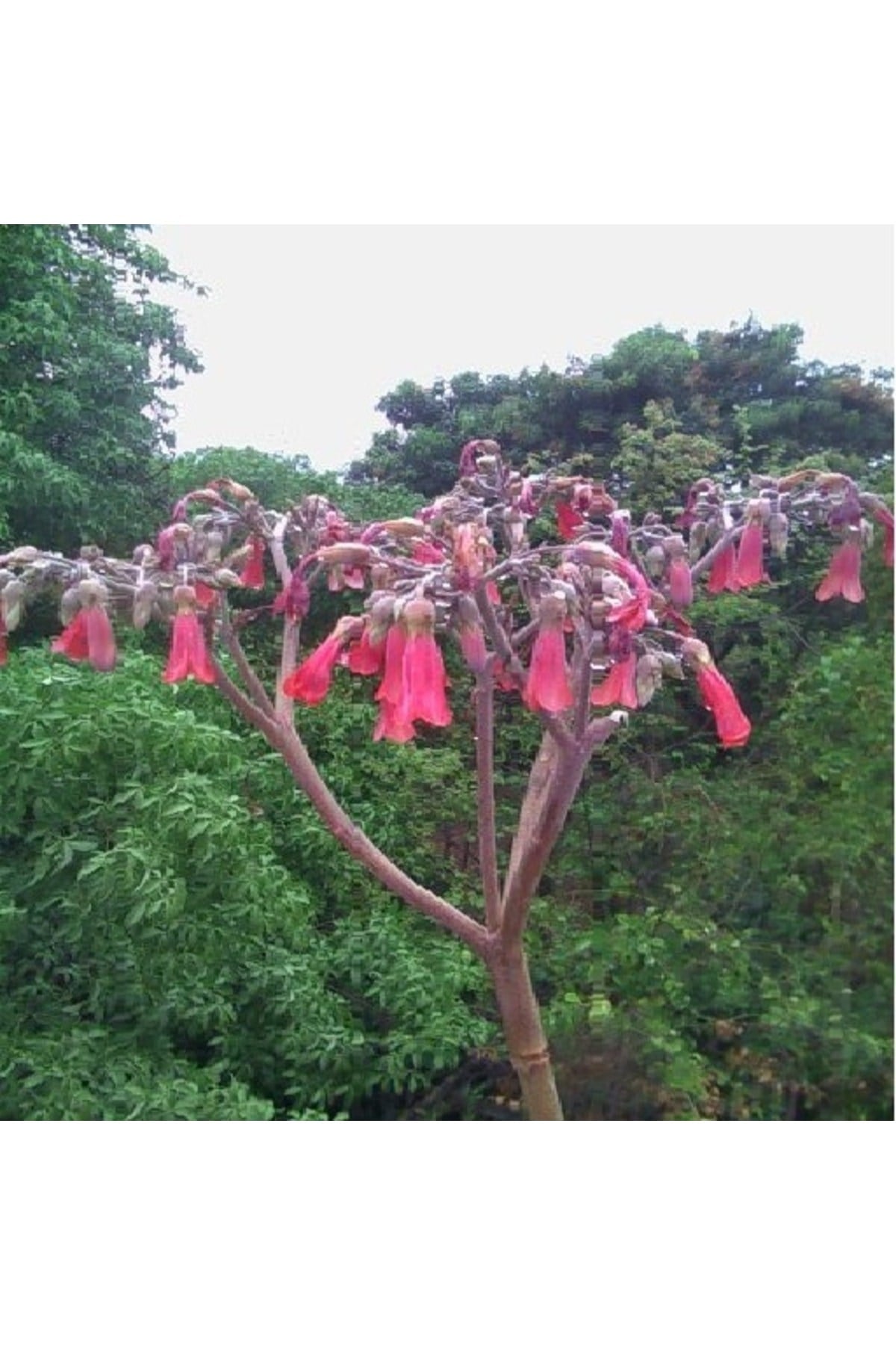 Kalanchoe Daigremontiana, Aşkın Gözyaşı Bitkisi Sukulent