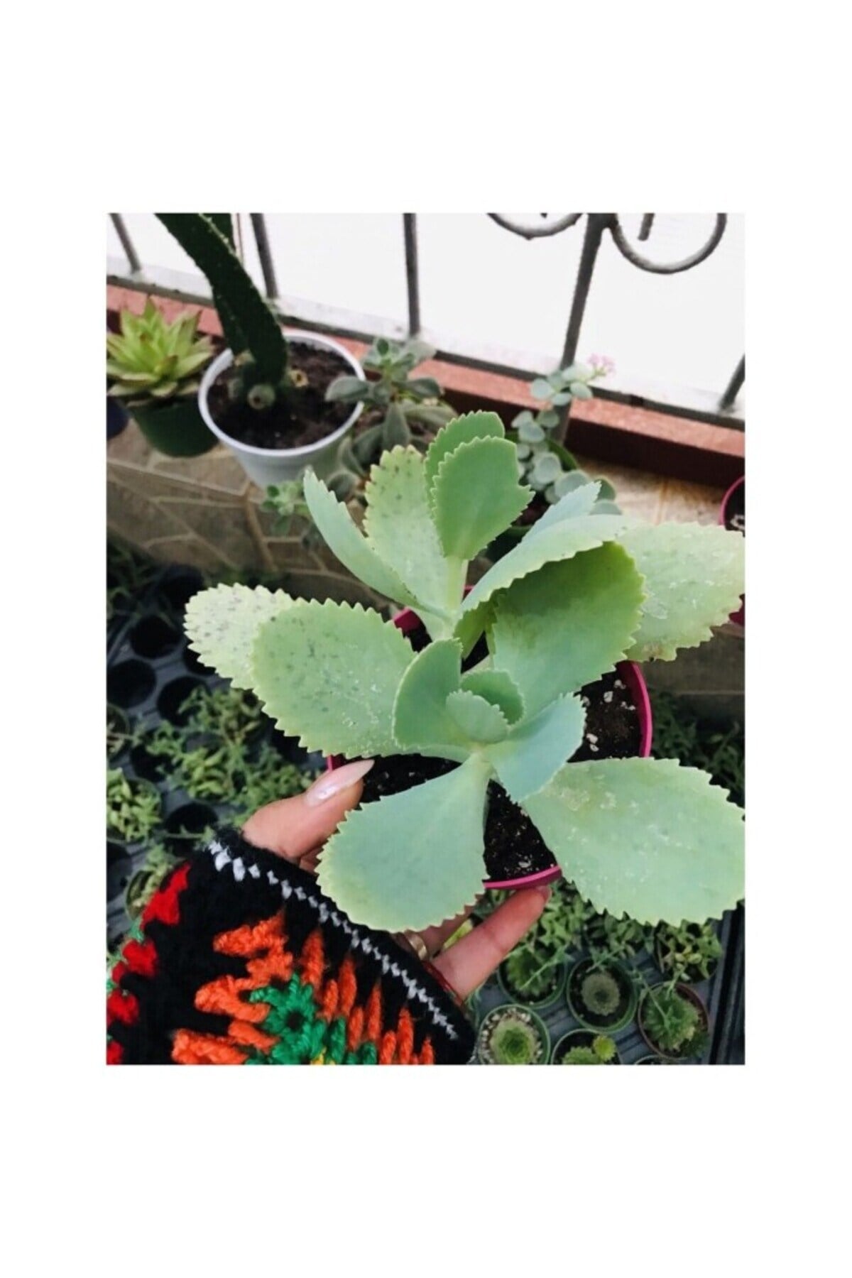 Kalanchoe Daigremontiana Aşkın Gözyaşı Fidanı 10-20 cm