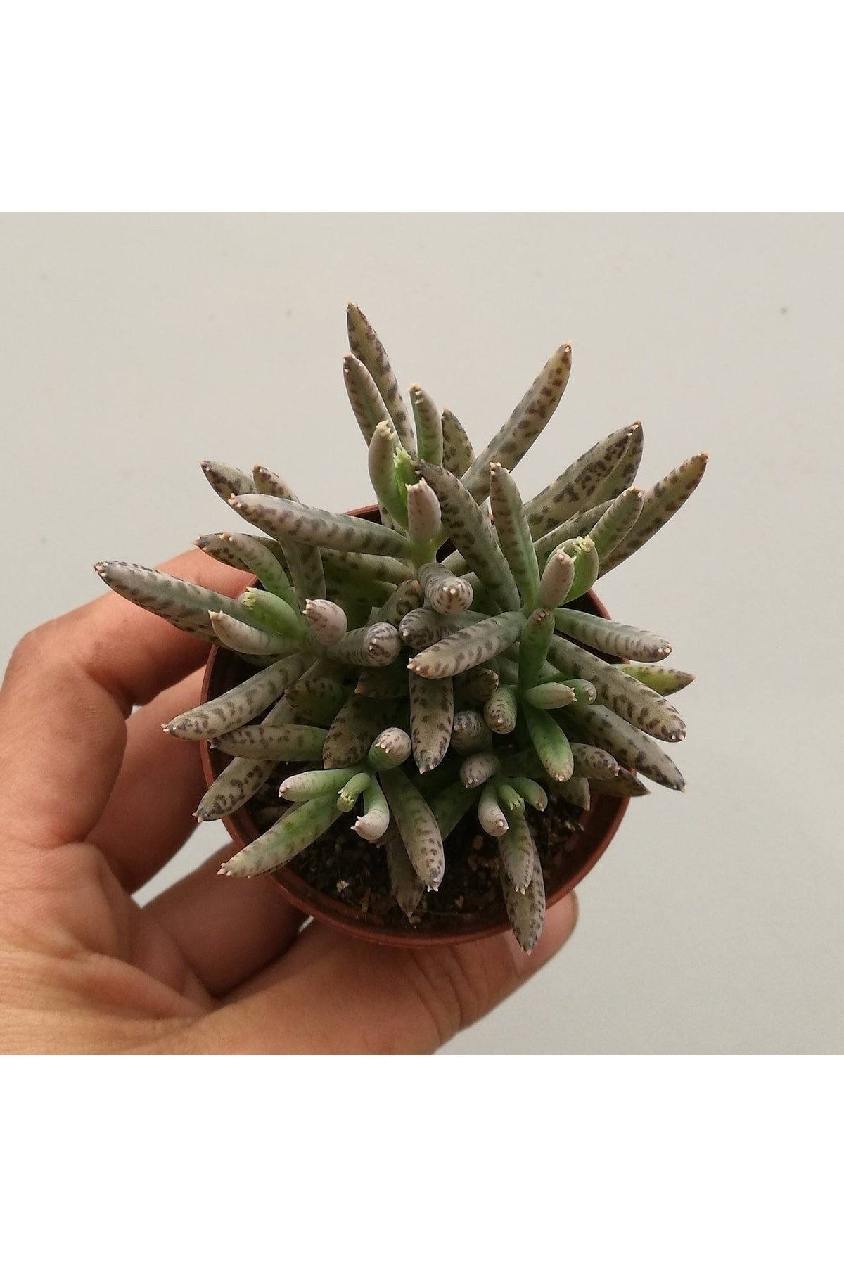Kalanchoe Daigremontiana, Aşkın Gözyaşı Bitkisi Sukulent