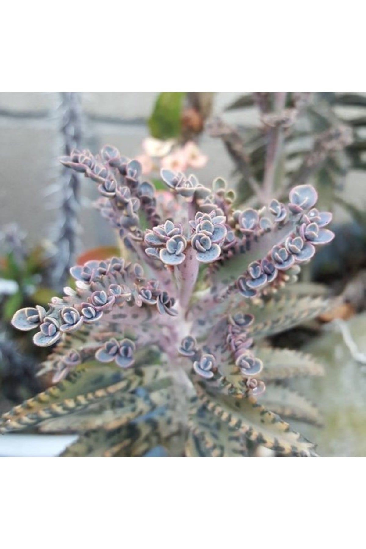 Kalanchoe Daigremontiana, Aşkın Gözyaşı Bitkisi Sukulent