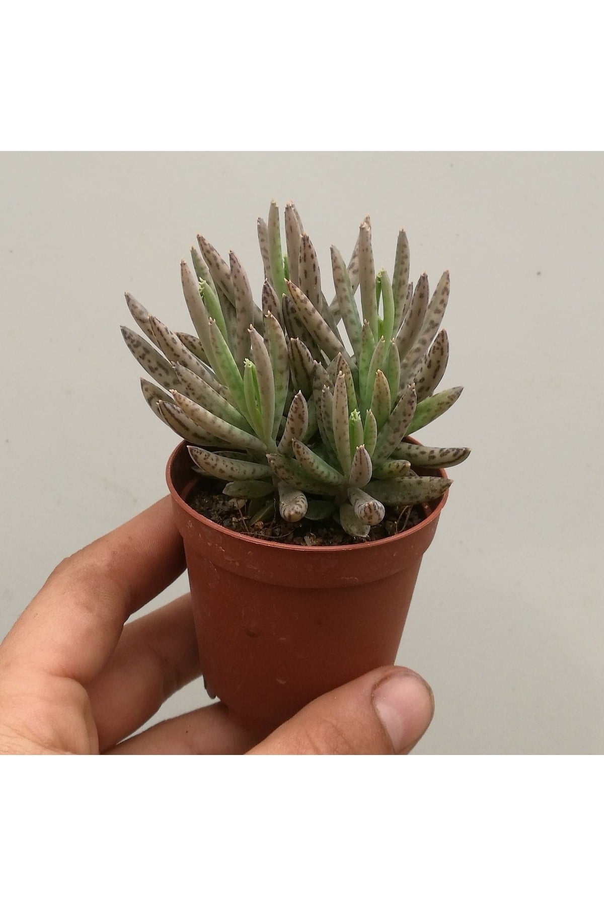 Kalanchoe Daigremontiana, Aşkın Gözyaşı Bitkisi Sukulent