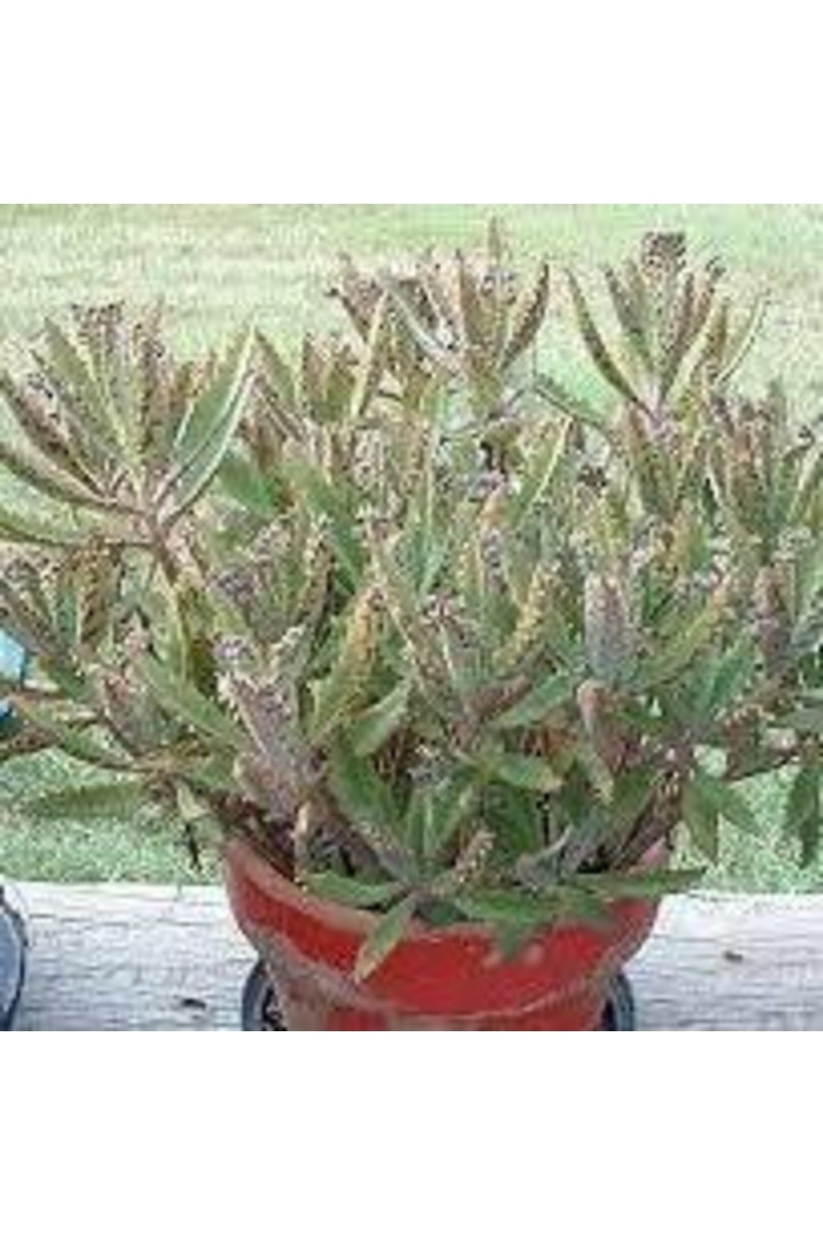 Kalanchoe Daigremontiana, Aşkın Gözyaşı Bitkisi Sukulent