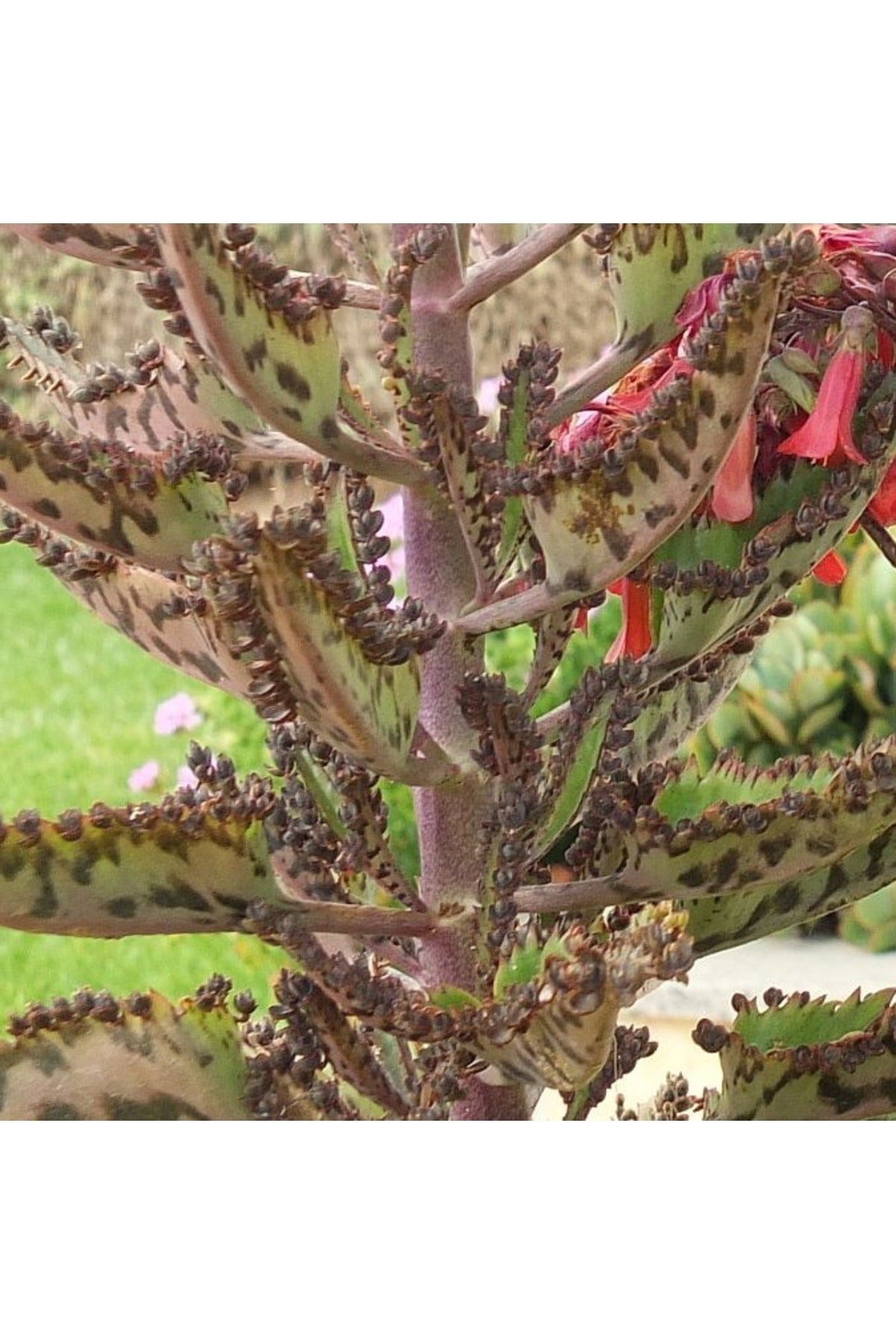 Kalanchoe Daigremontiana, Aşkın Gözyaşı Bitkisi Sukulent