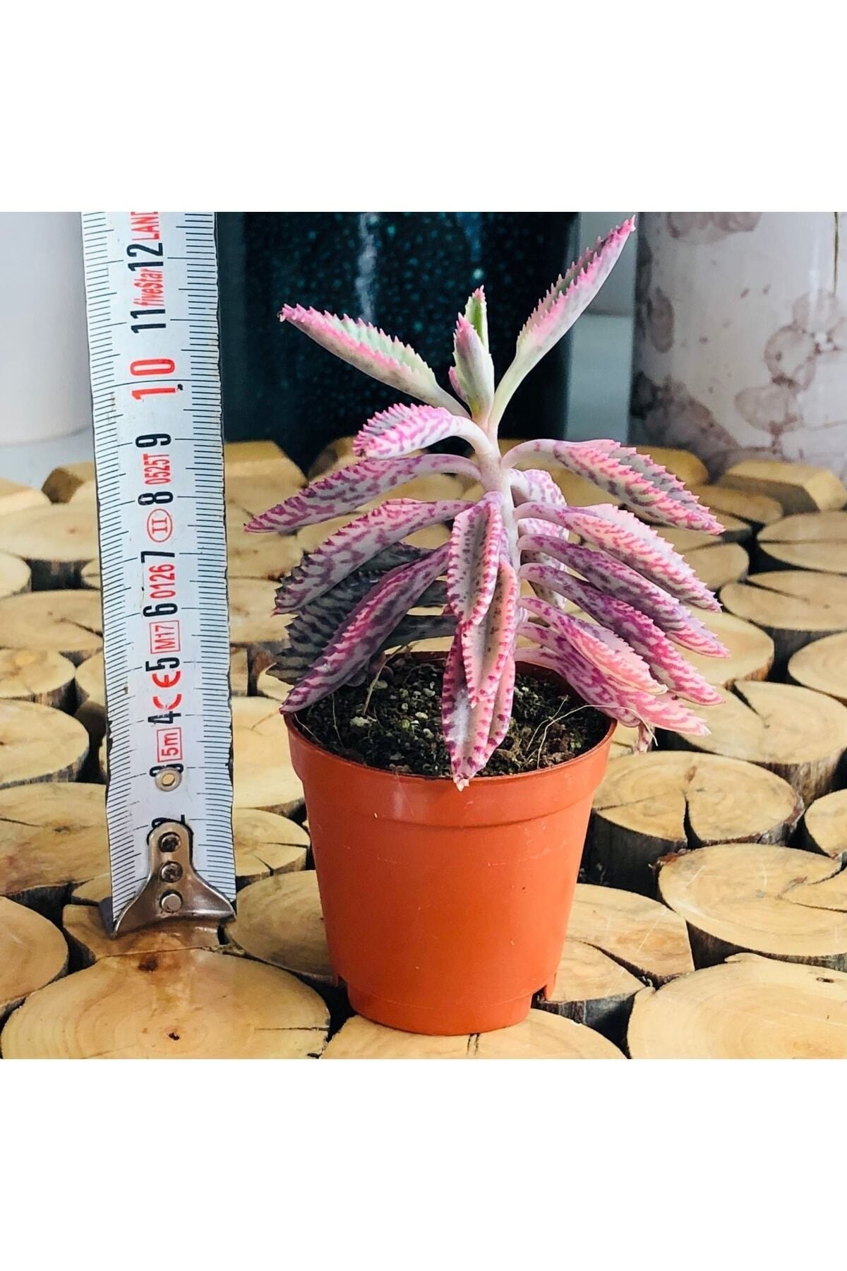 Kalanchoe Pink Butterflies Succulent Pembe Aşkın Gözyaşı Sukulent