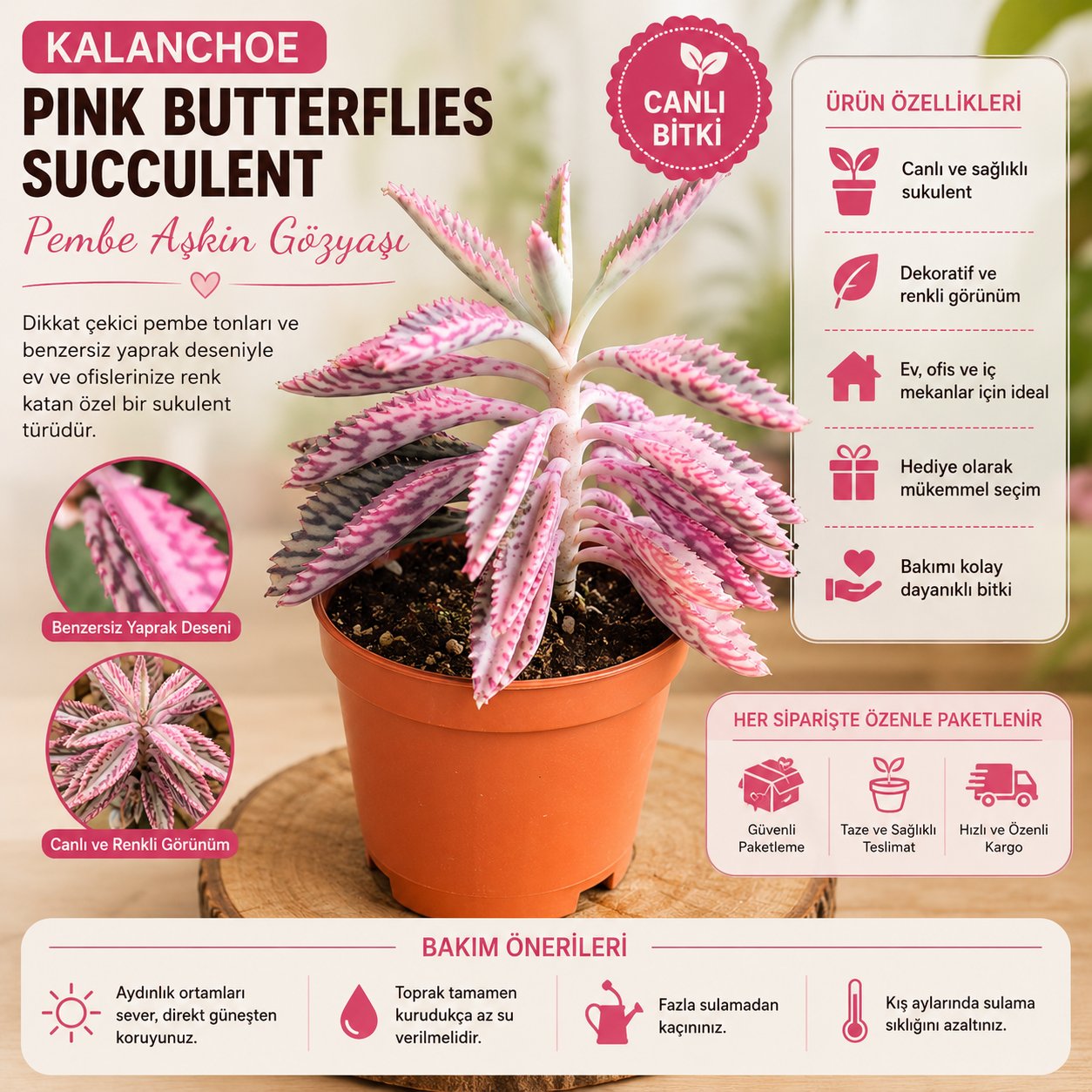 Kalanchoe Pink Butterflies Succulent Pembe Aşkın Gözyaşı Sukulent