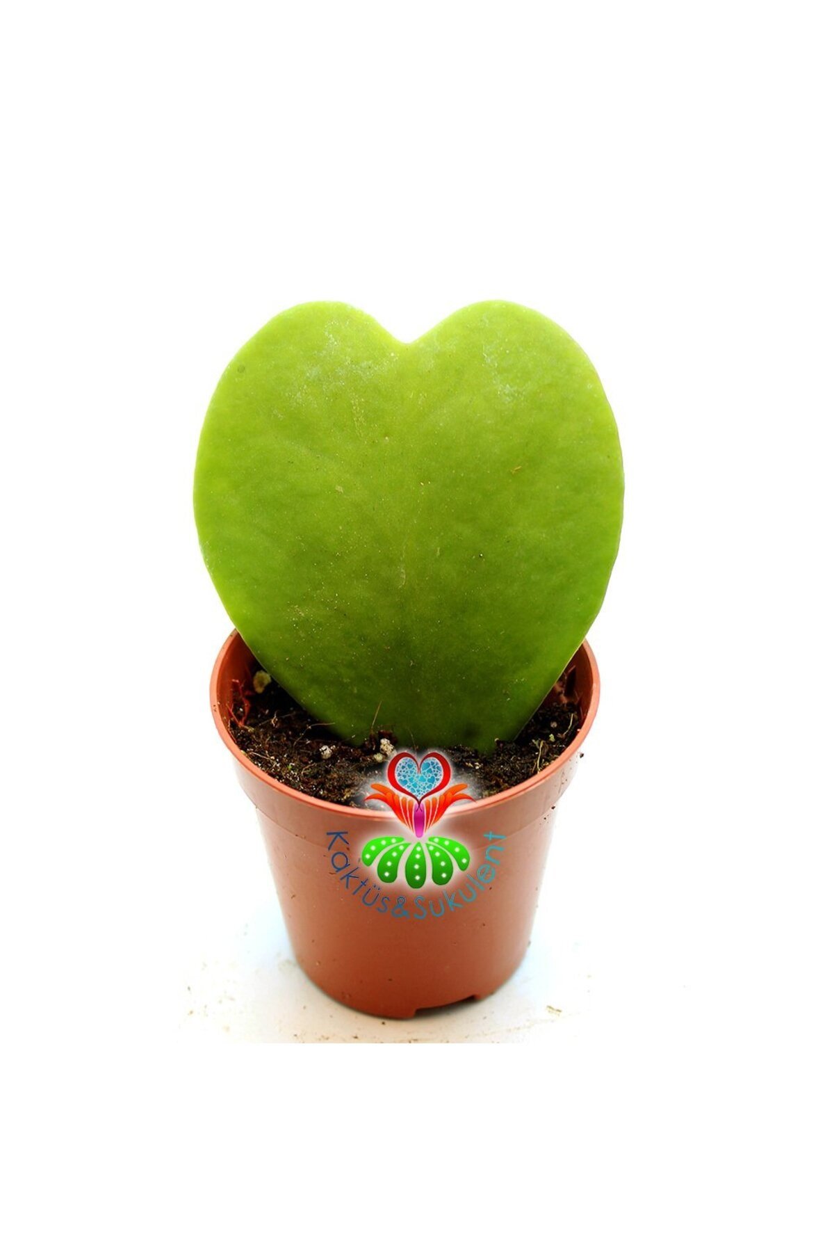 Kalp Sukulent, Hoya Kerrii - 5,5 cm Saksıda-Mum Çiçeği-14 Şubat Sevgiliye Özel
