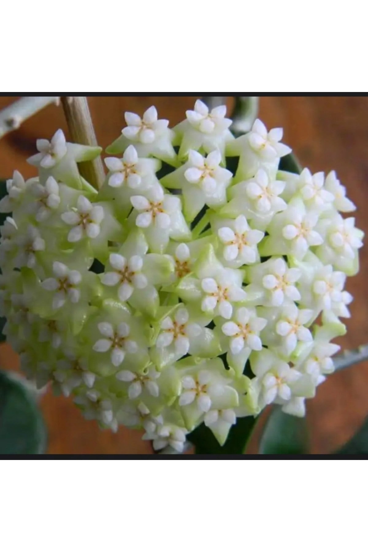 Kar Beyazı Yıldız Mum Çiçeği (Hoya carnosa 'Alba') 01