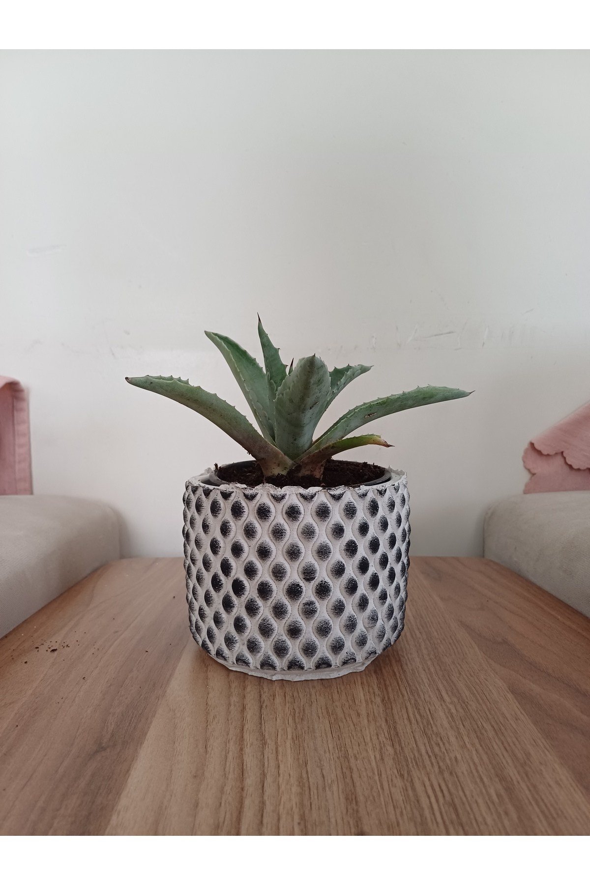 Kara taş saksıda agave amaricana amerikan sabır bitkisi