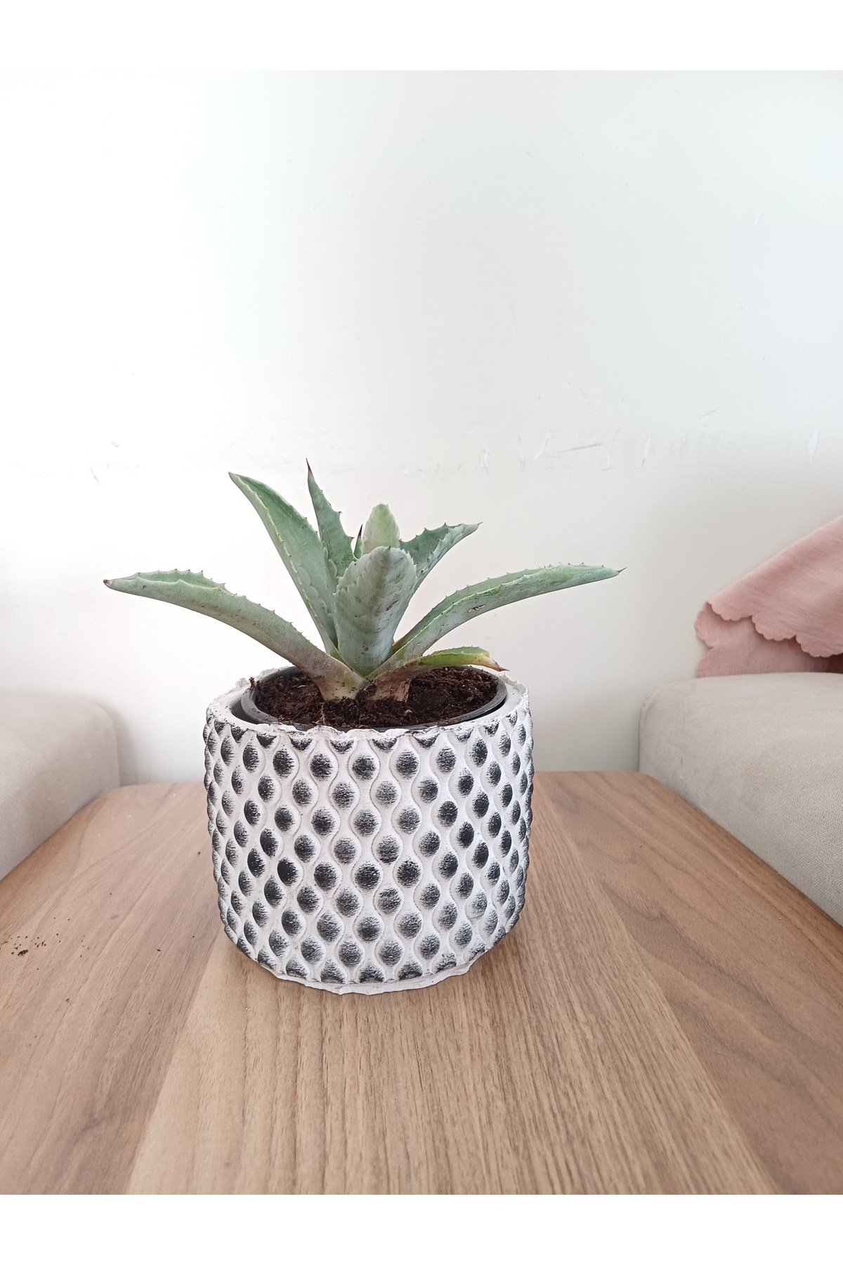 Kara taş saksıda agave amaricana amerikan sabır bitkisi