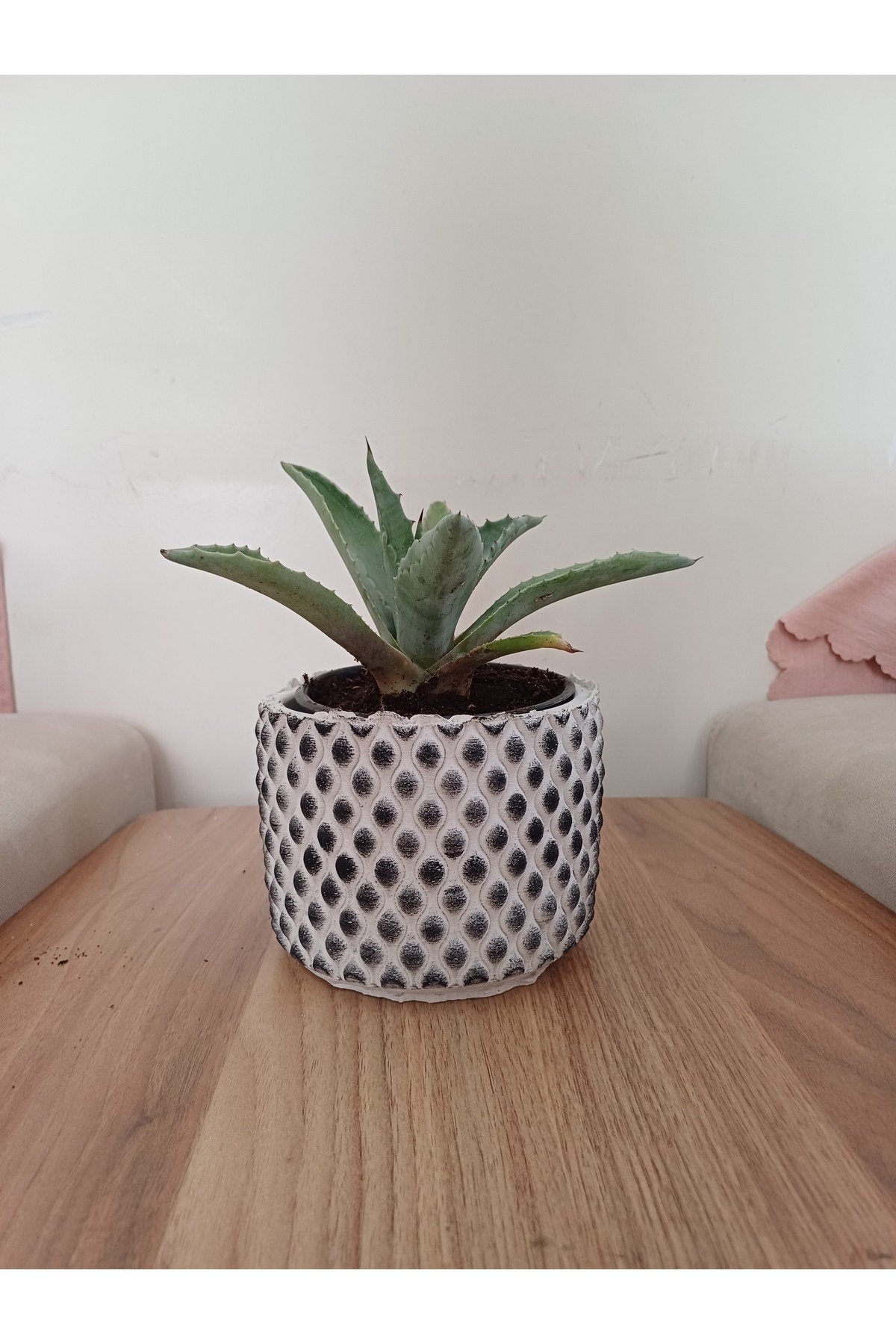 Kara taş saksıda agave amaricana amerikan sabır bitkisi