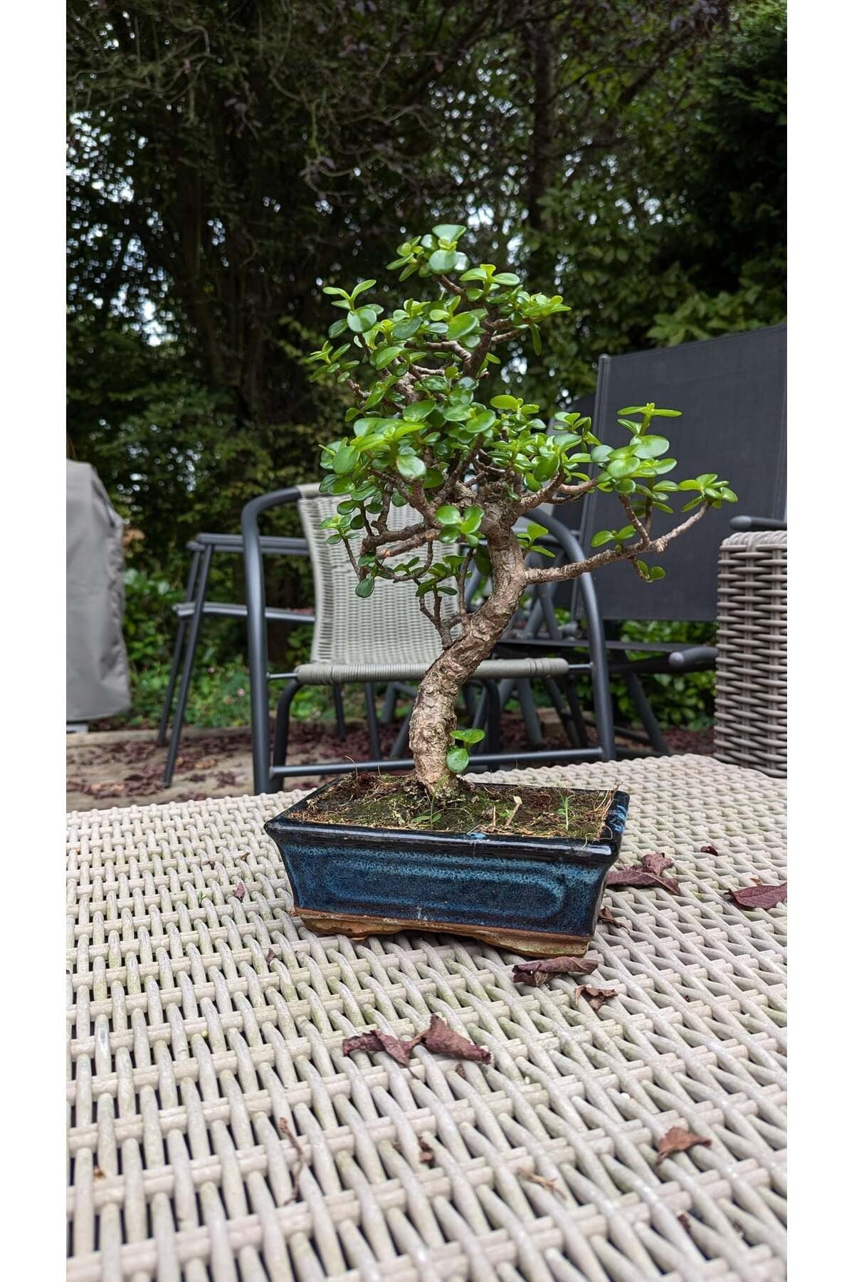 Kare Saksıda Bonsai Ağacı