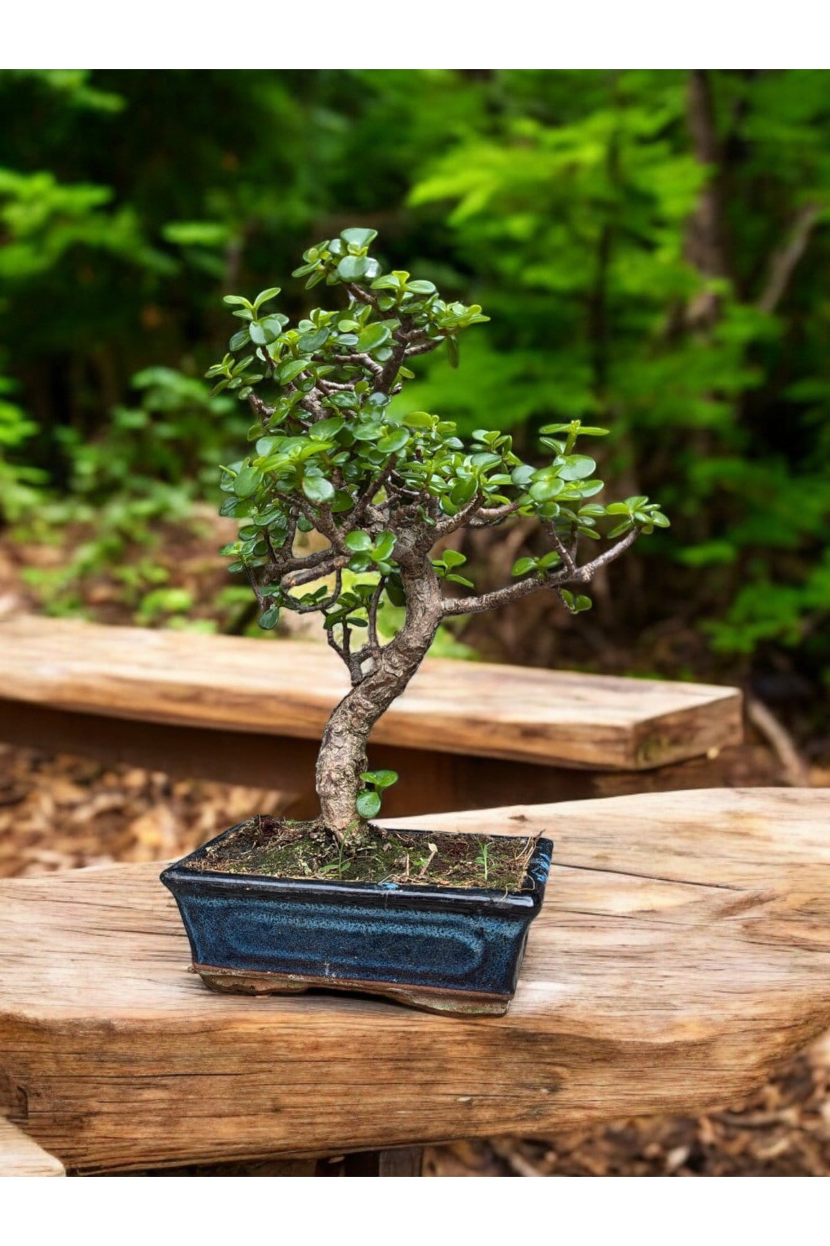 Kare Saksıda Bonsai Ağacı