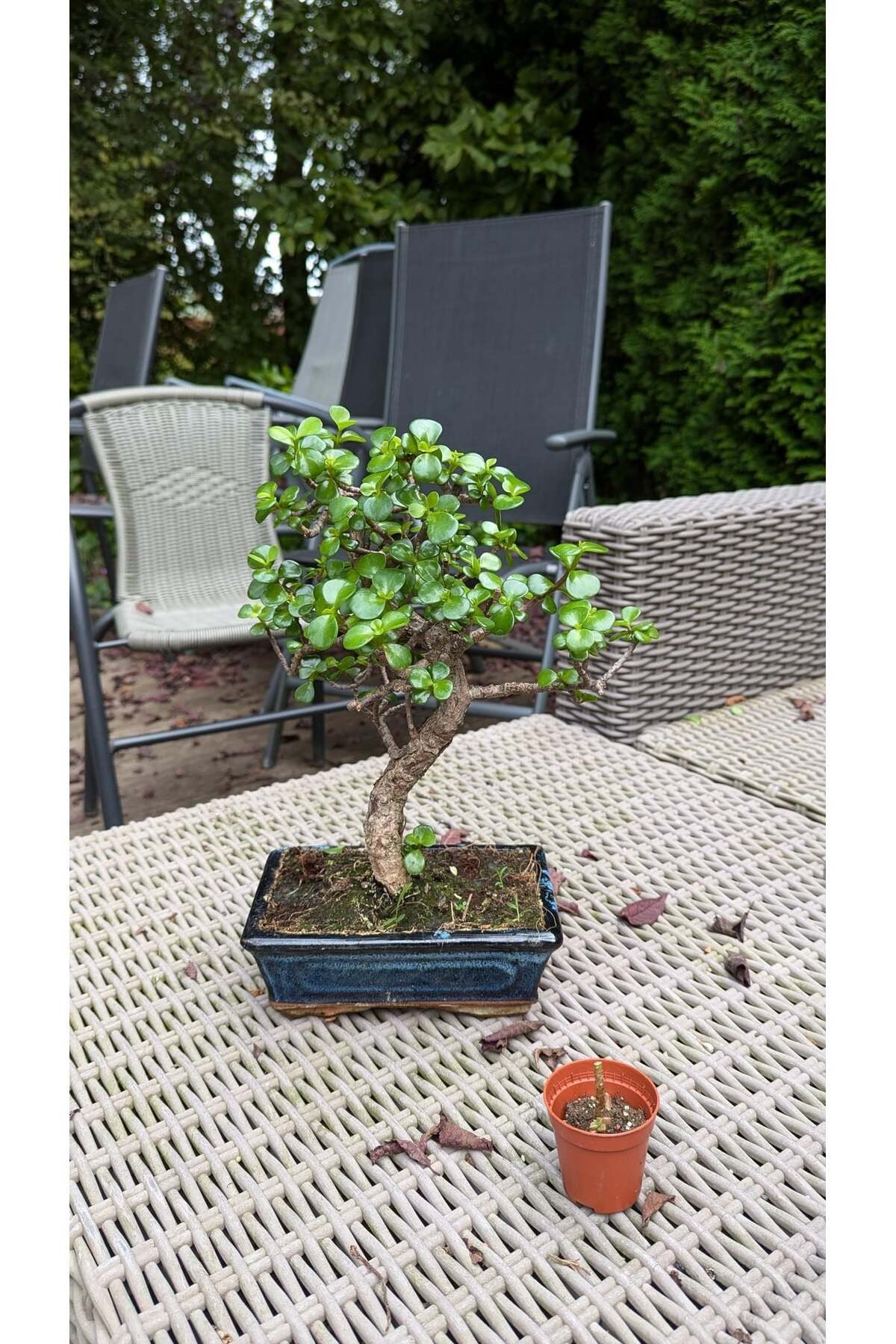Kare Saksıda Bonsai Ağacı