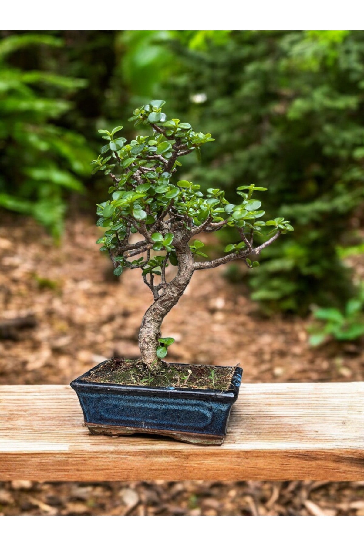 Kare Saksıda Bonsai Ağacı