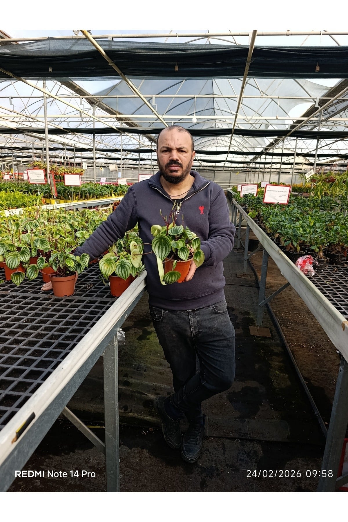 Karpuz Desenli Peperomia Watermelon Saksılı Canlı Bitki – Dekoratif Ev Ofis Bitkisi Umut bitkisi