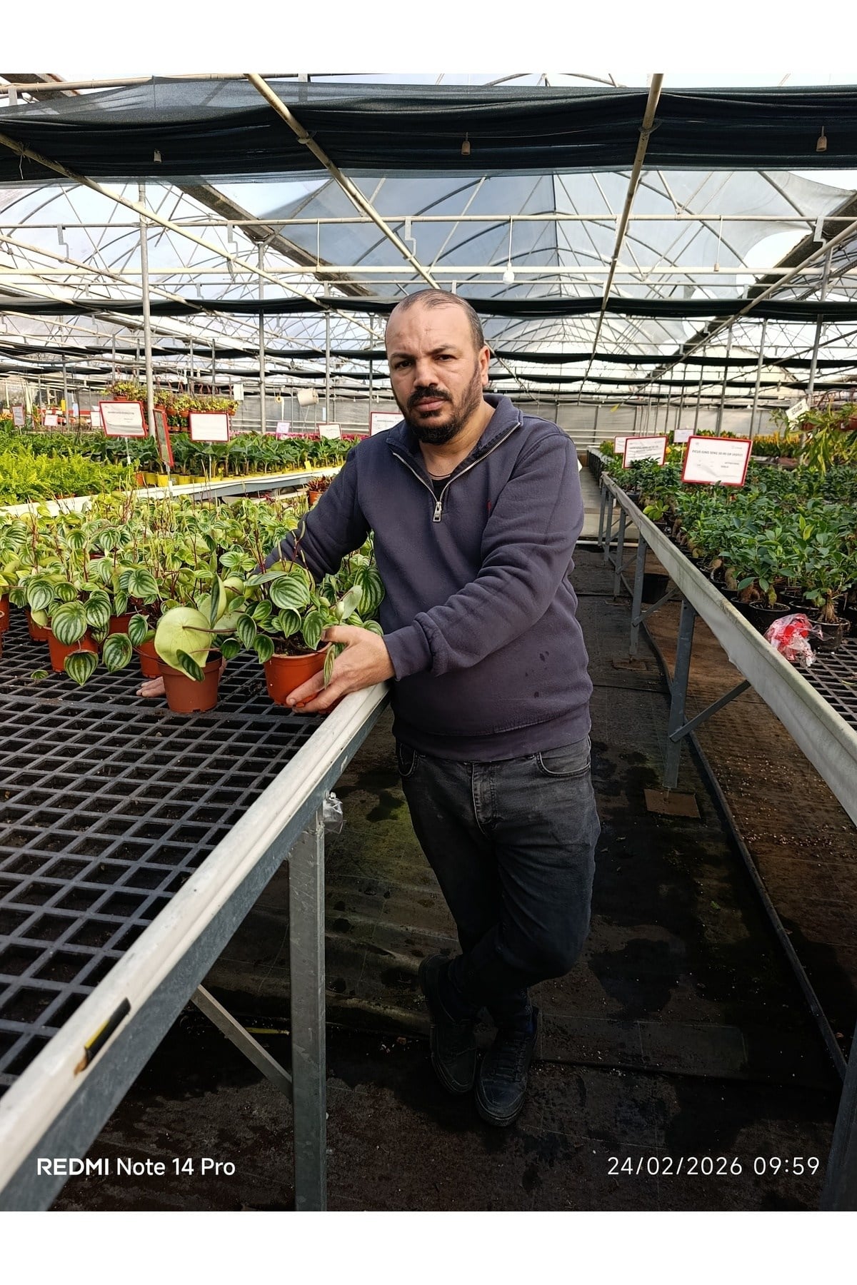 Karpuz Desenli Peperomia Watermelon Saksılı Canlı Bitki – Dekoratif Ev Ofis Bitkisi Umut bitkisi