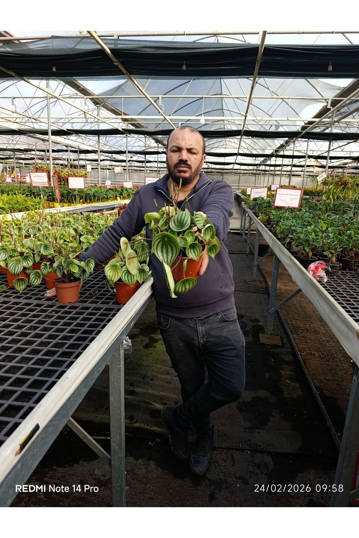 Karpuz Desenli Peperomia Watermelon Saksılı Canlı Bitki – Dekoratif Ev Ofis Bitkisi Umut bitkisi