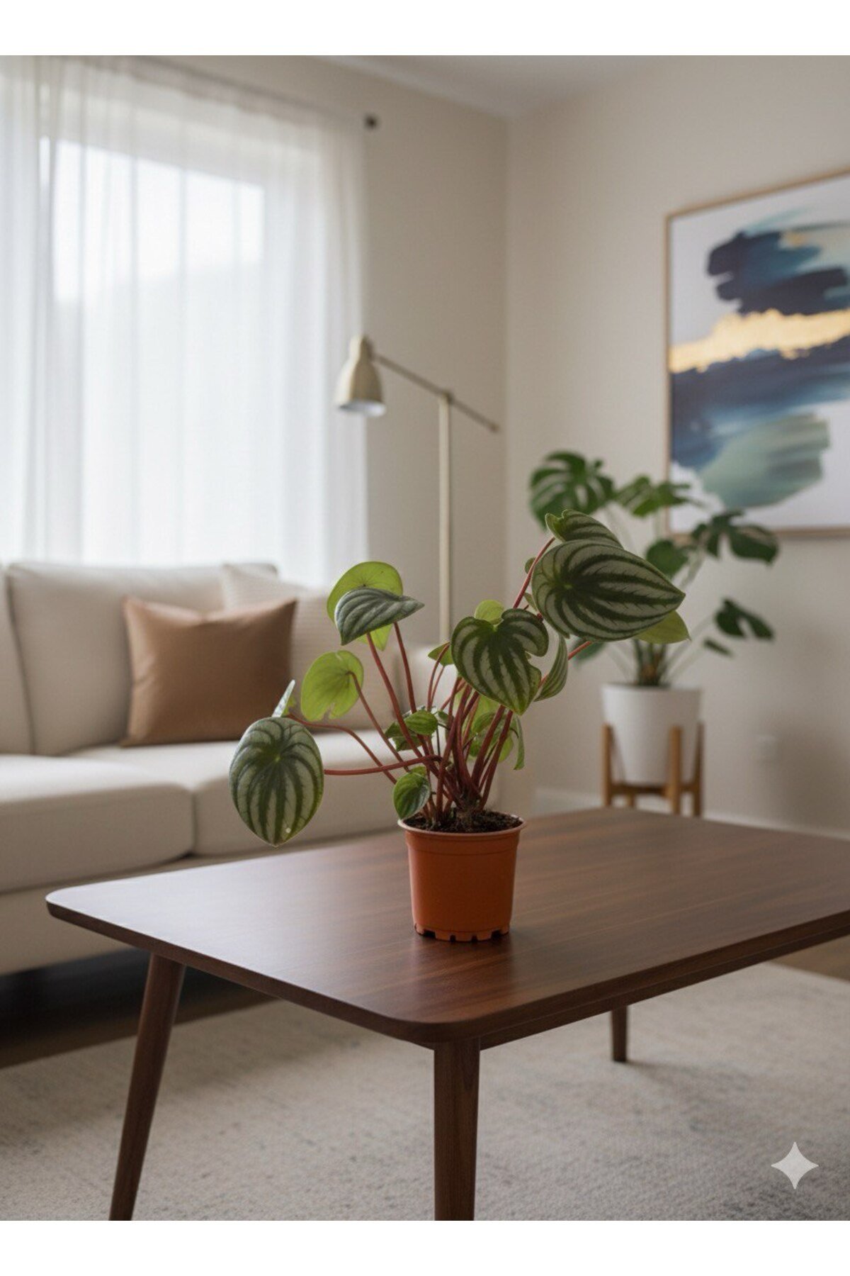 Karpuz Peperomia Argyreia (Watermelon Peperomia) - Eşsiz Yaprak Desenli Salon Bitkisi