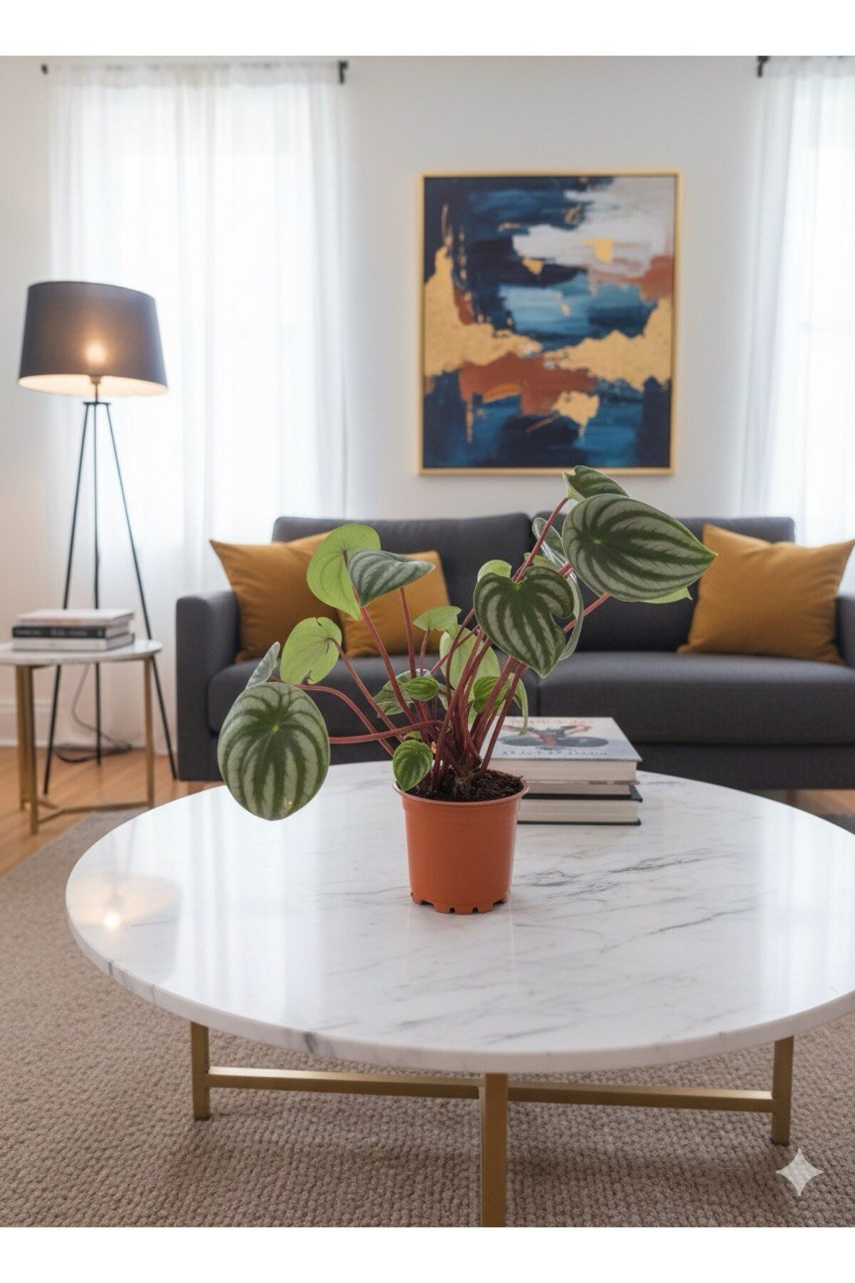 Karpuz Peperomia Argyreia (Watermelon Peperomia) - Eşsiz Yaprak Desenli Salon Bitkisi