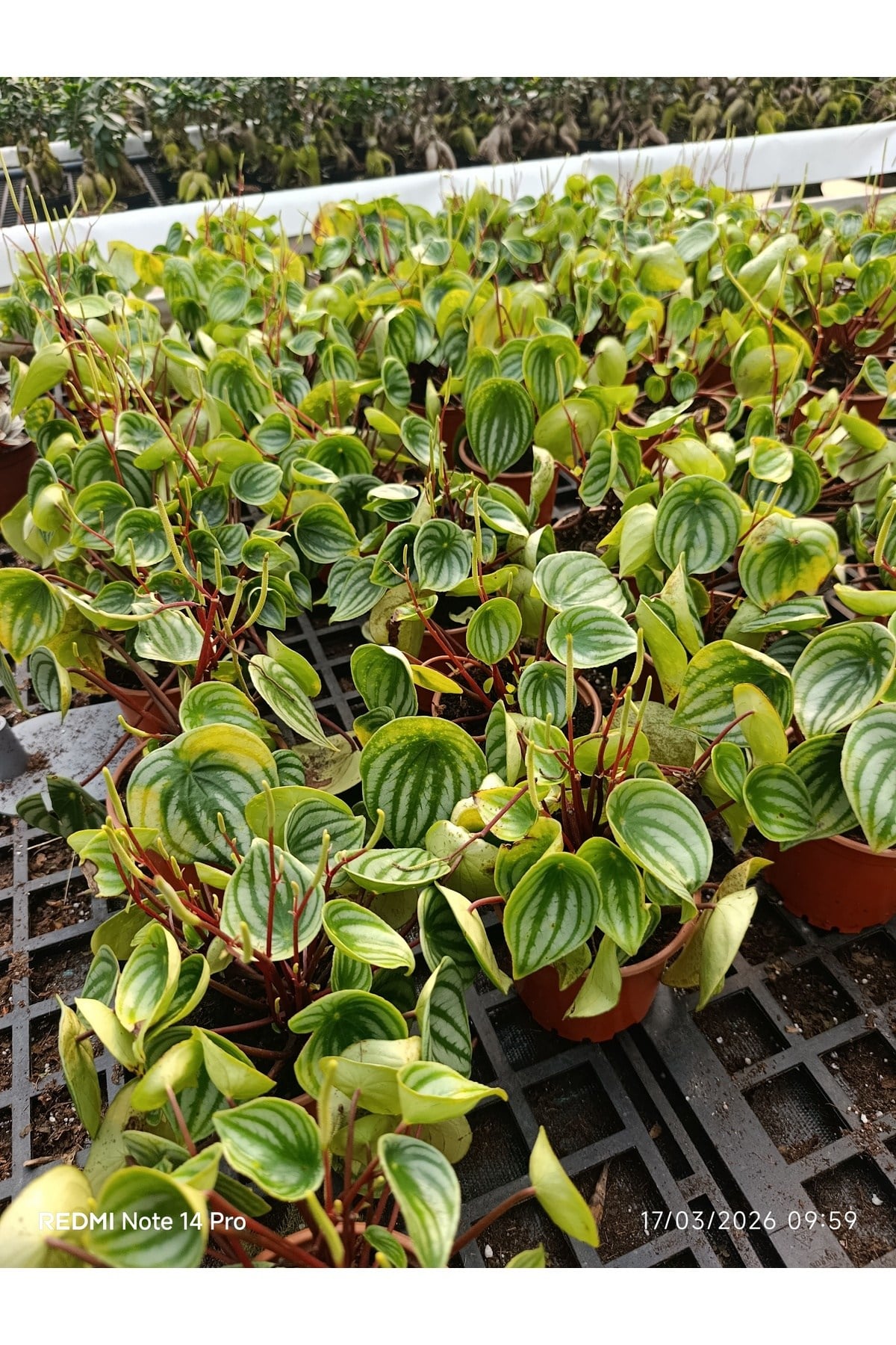 Karpuz Peperomia Canlı İç Mekan Bitkisi - Özel Gümüş Desenli Egzotik Salon Çiçeği