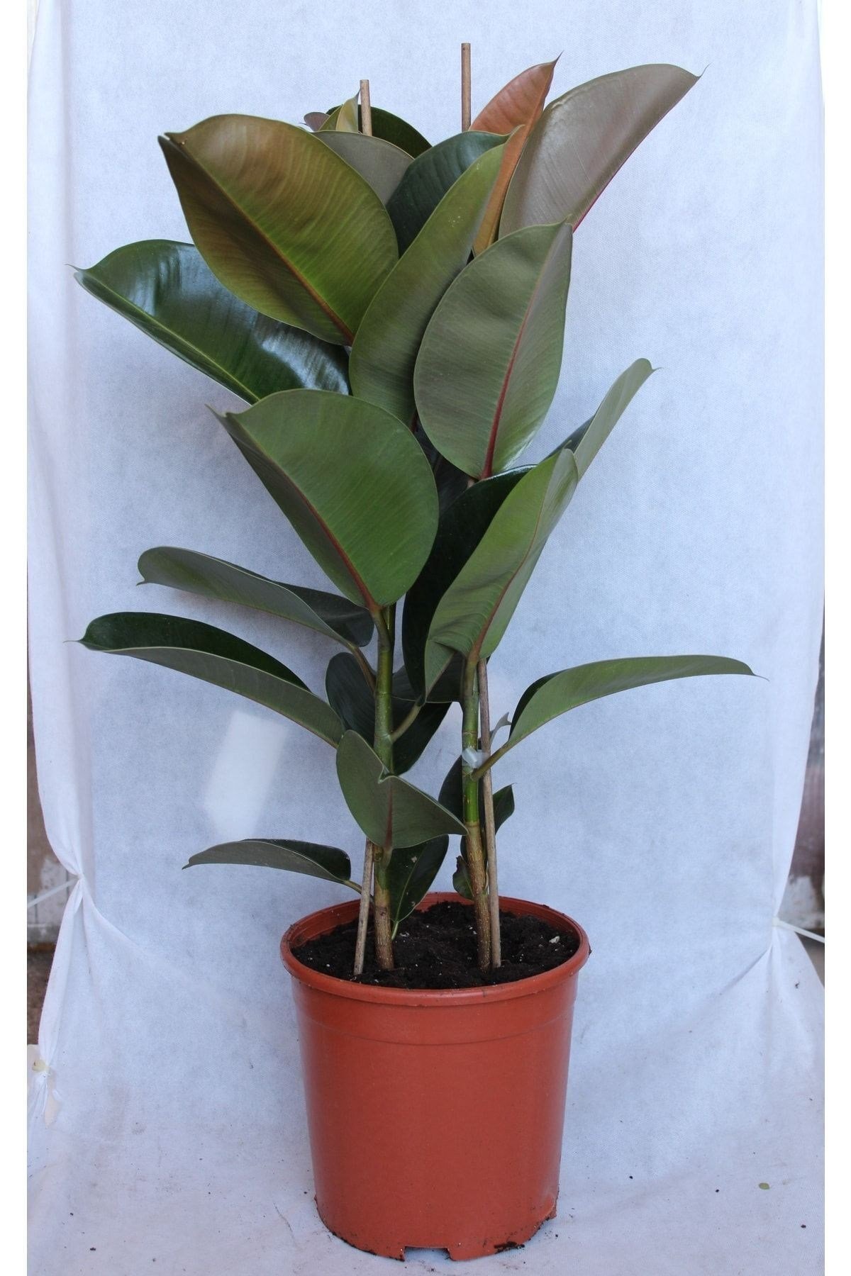 Kauçuk 2'li 1 Mt (kauçuk Çifli) Ficus Elestica