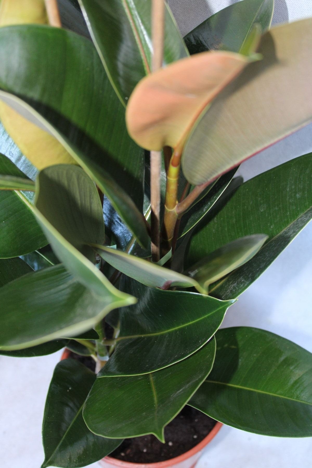Kauçuk 2'li 1 Mt (kauçuk Çifli) Ficus Elestica