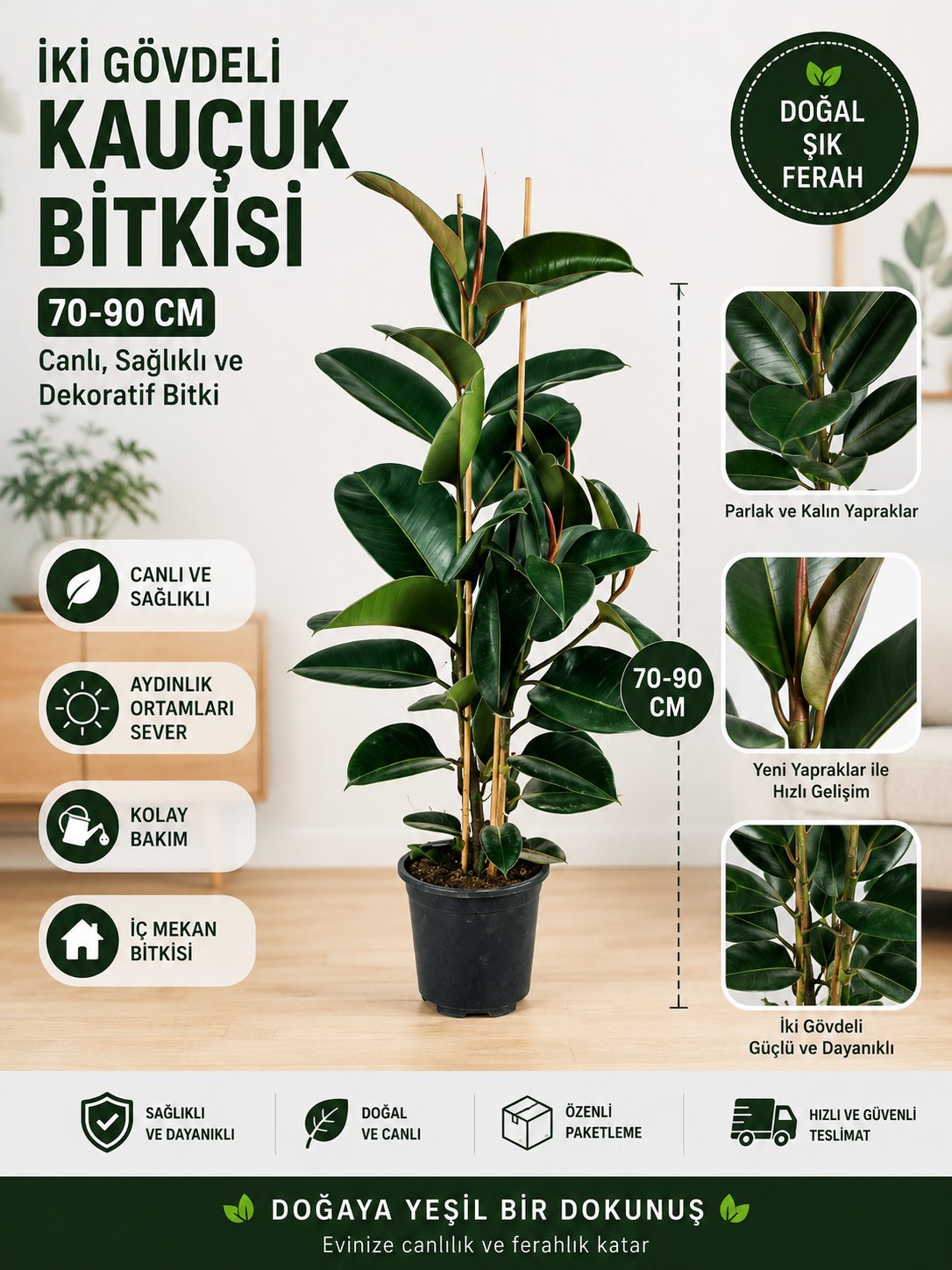 Kauçuk Bitkisi (ficus Elastica) 2 Gövdeli 80-100 Cm Iç Mekan Bitkisi Salon Bitkisi