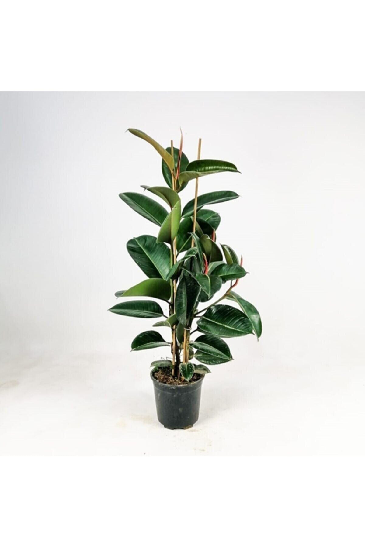 Kauçuk Bitkisi (ficus Elastica) 2 Gövdeli 80-100 Cm Iç Mekan Bitkisi Salon Bitkisi