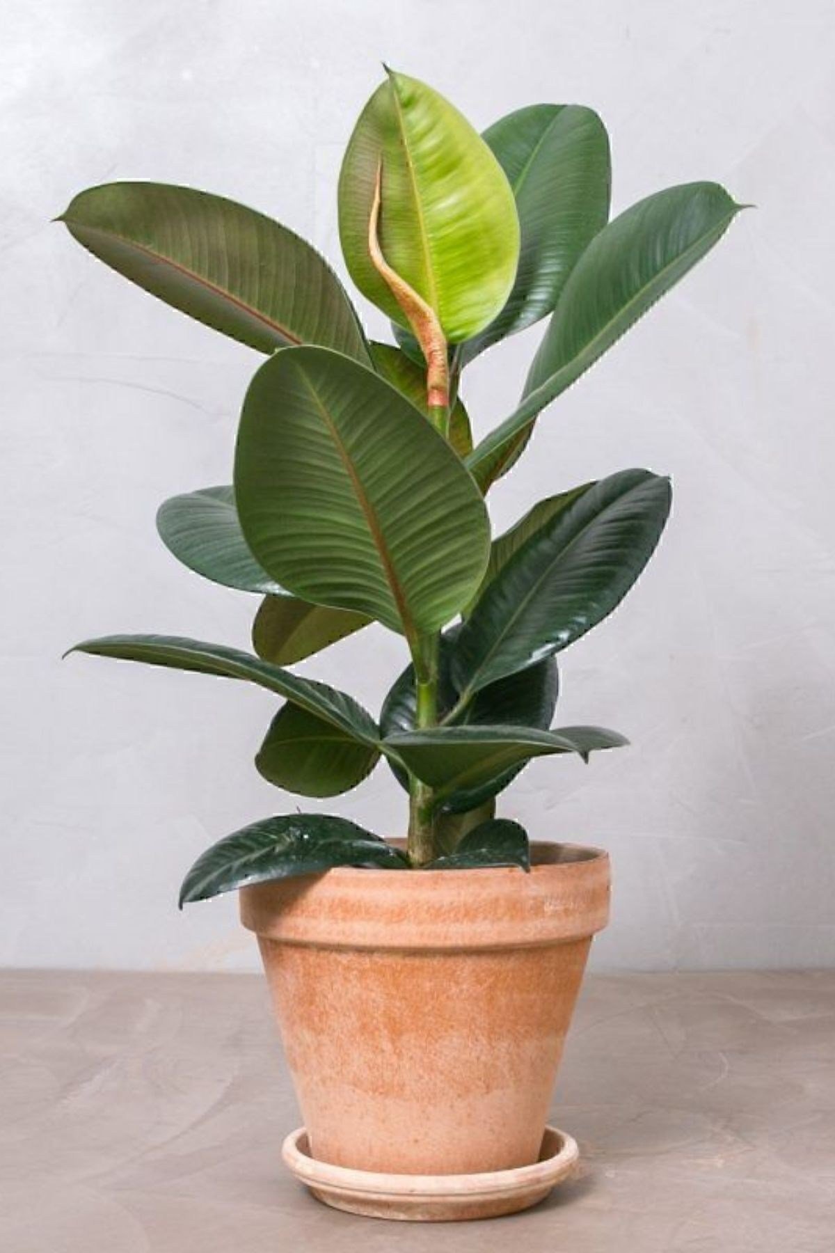 Kauçuk - Ficus Elastica Robusta Canlı Salon Bitkisi 50-60 Cm
