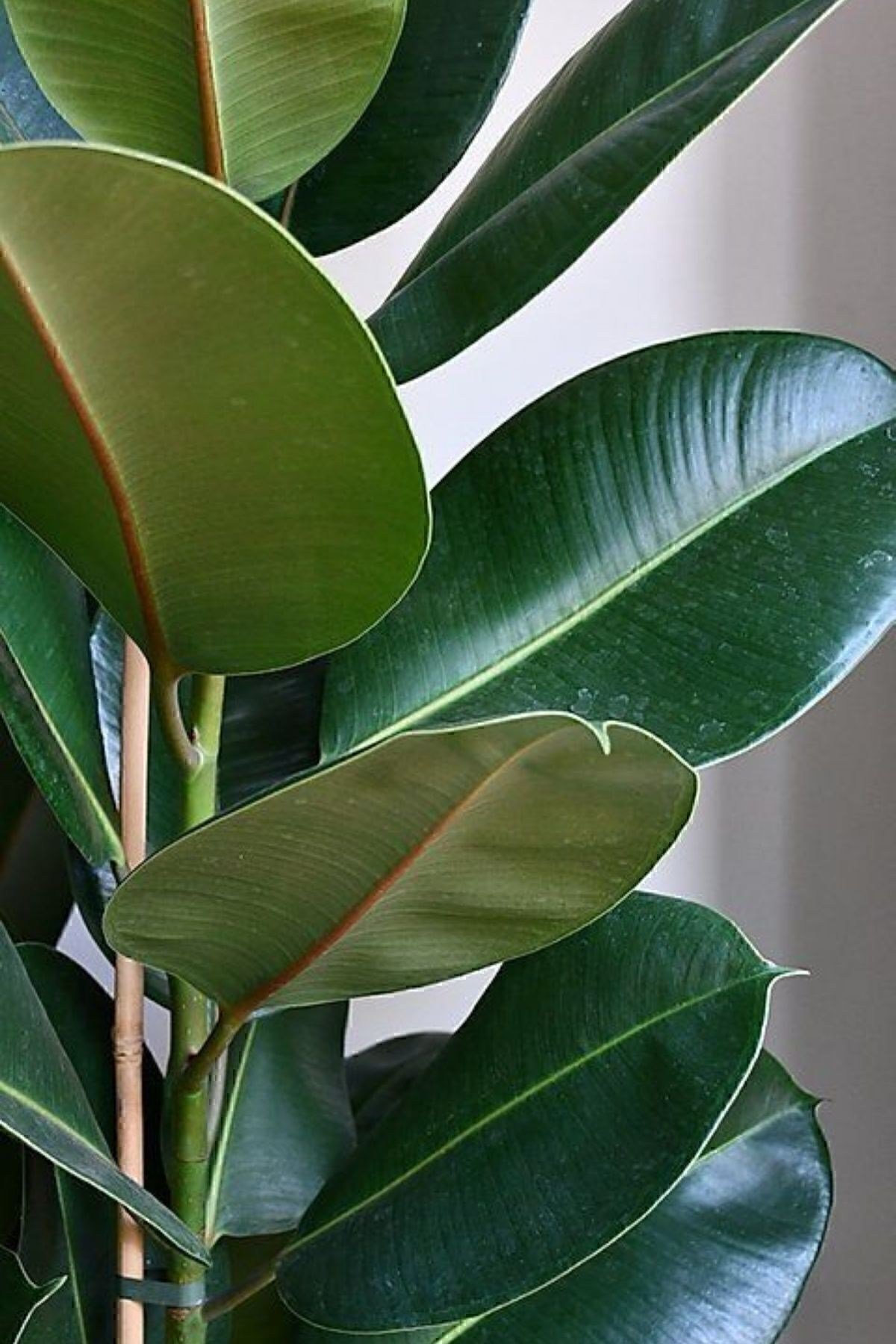 Kauçuk - Ficus Elastica Robusta Canlı Salon Bitkisi 50-60 Cm