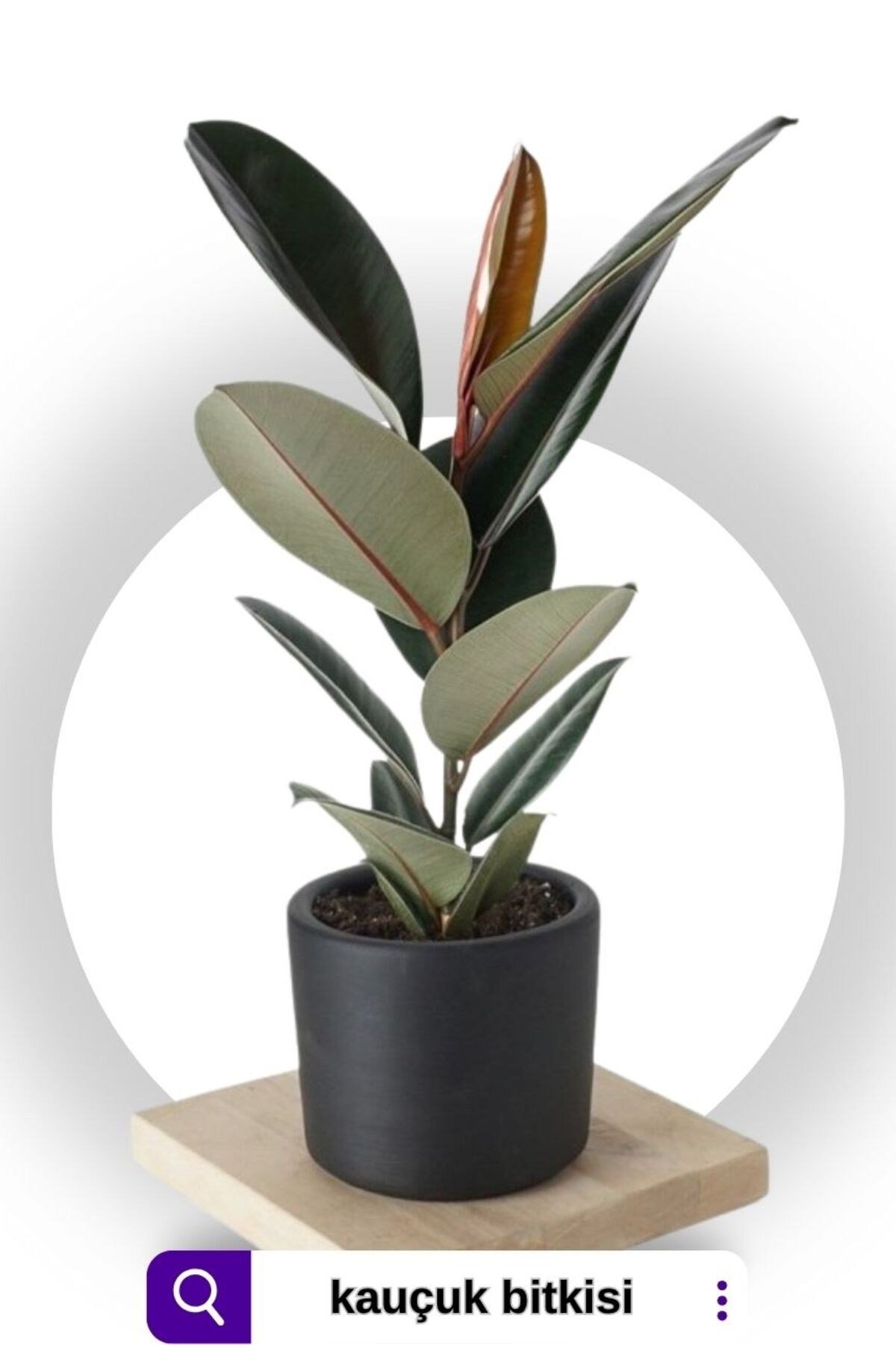 Kauçuk - Ficus Elastica Robusta Canlı Salon Bitkisi 50-60 Cm