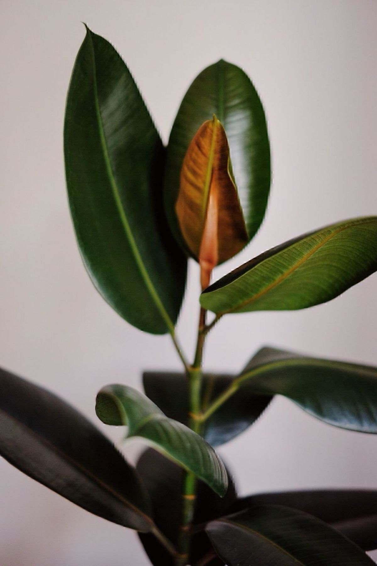 Kauçuk - Ficus Elastica Robusta Canlı Salon Bitkisi 50-60 Cm