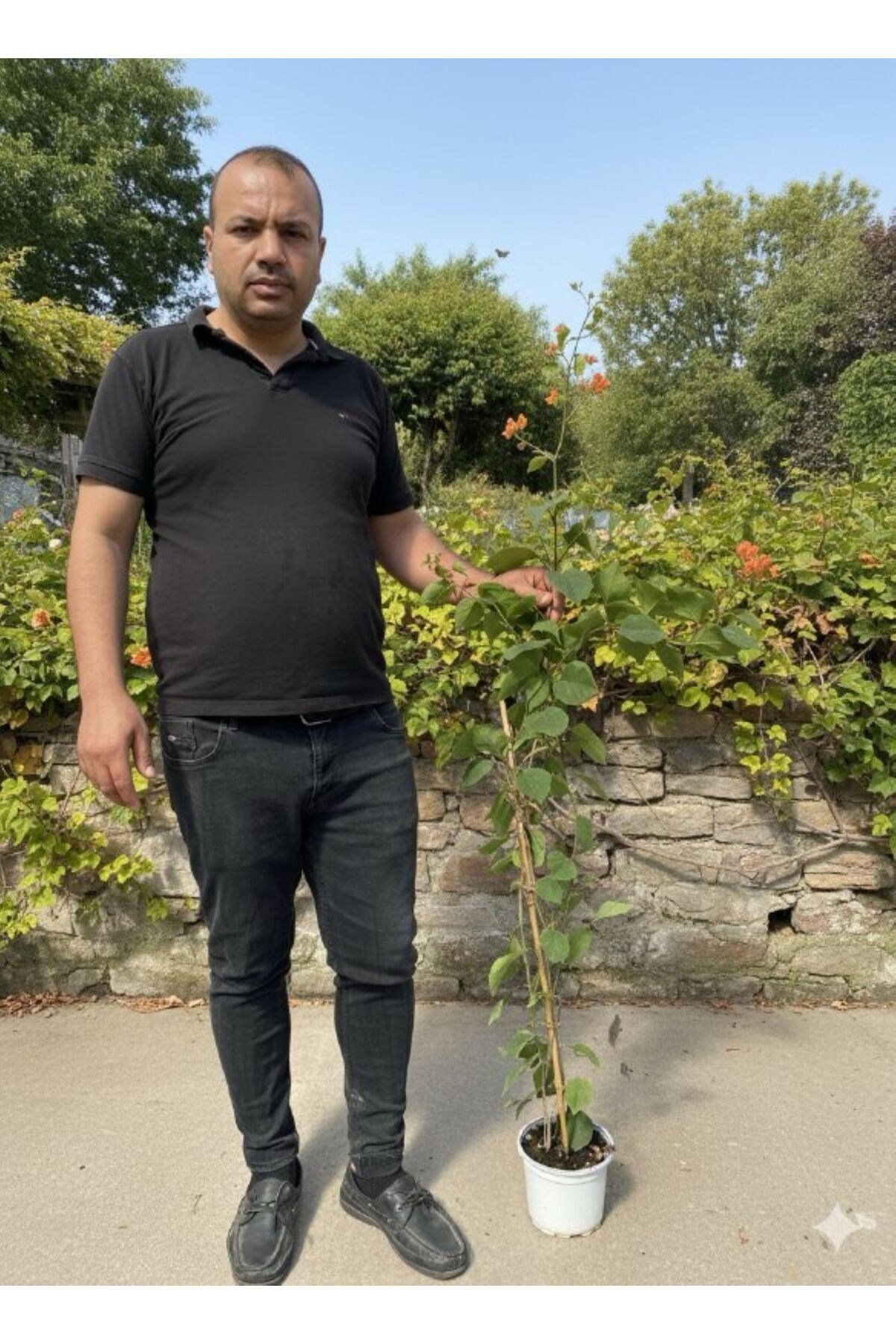 Kavuniçi Rengin de Begonvil 150 - 200 cm