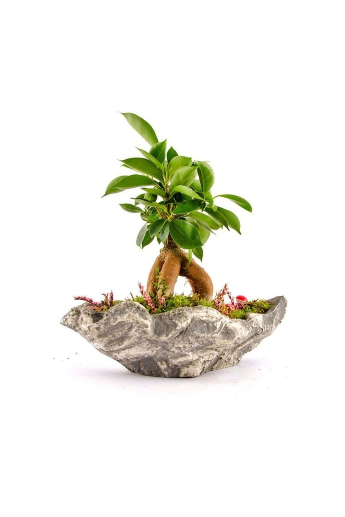 Kaya Saksıda Bonsai