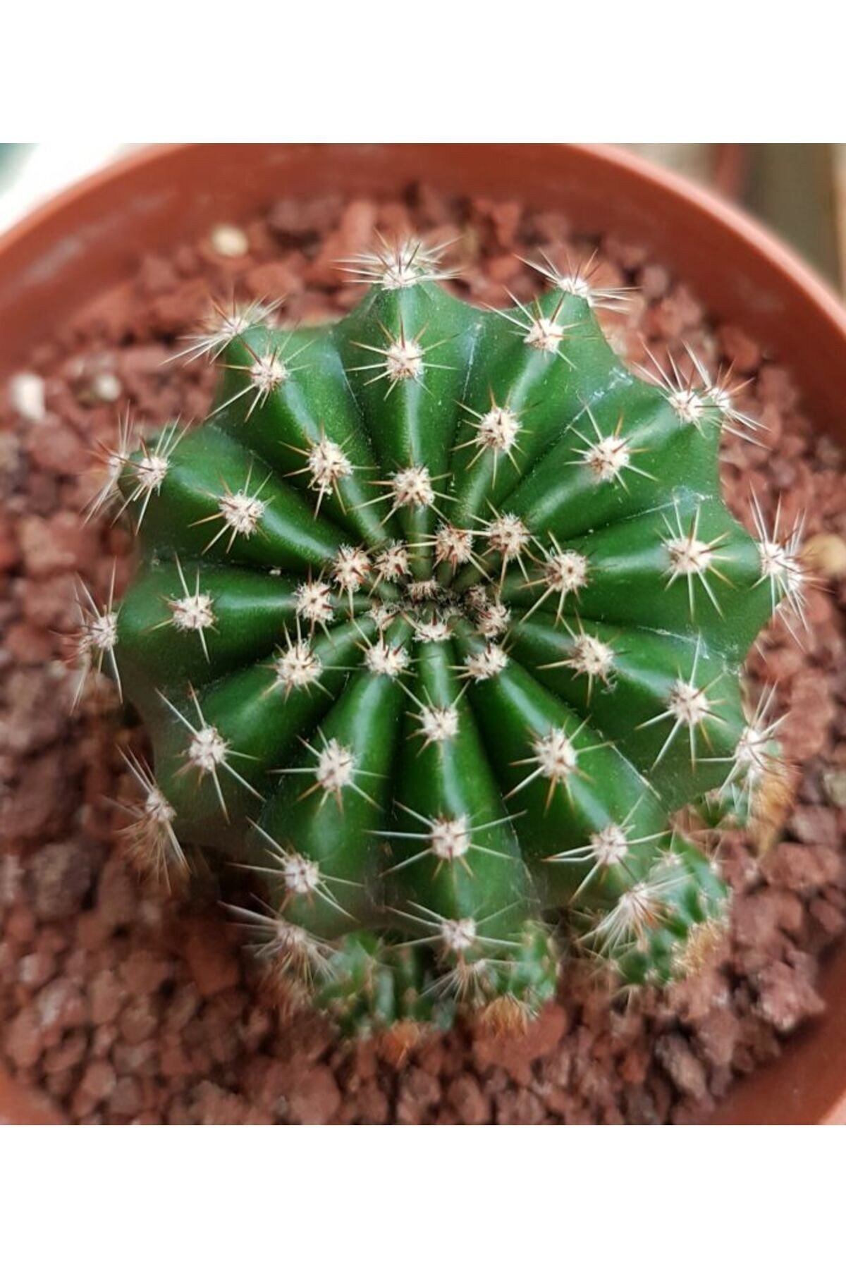 Kaynana Topuzu Kaktüs - Echinopsis Oxygona 10-15 cm Çapında