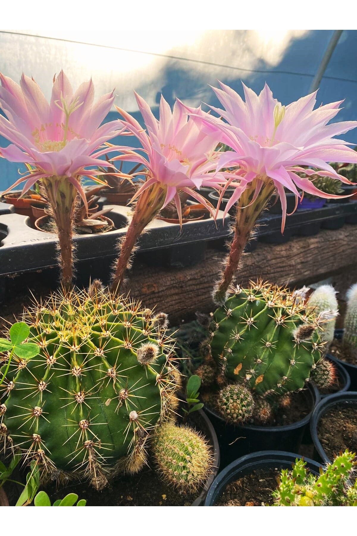 Kaynana Topuzu Kaktüs - Echinopsis Oxygona 10-15 cm Çapında