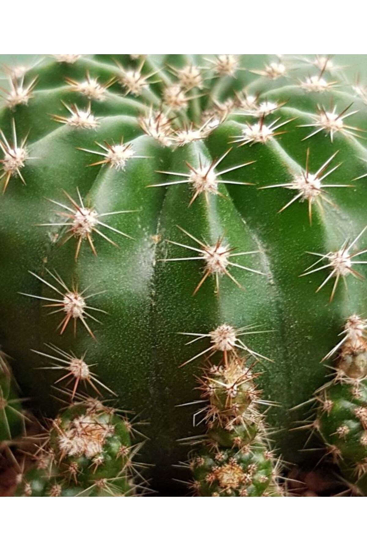 Kaynana Topuzu Kaktüs - Echinopsis Oxygona 10-15 cm Çapında